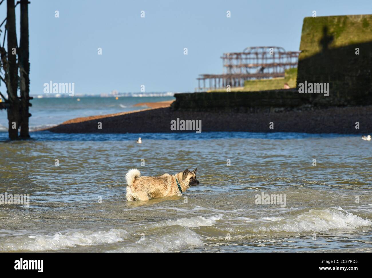 Brighton UK 23 juin 2020 - ce chien de compagnie aime se rafraîchir dans la mer à Brighton lors d'une belle matinée chaude et ensoleillée. Le temps devrait encore se réchauffer au cours des prochains jours avec des températures qui devraient atteindre plus de 30 degrés dans certaines parties du Sud-est : crédit Simon Dack / Alamy Live News Banque D'Images