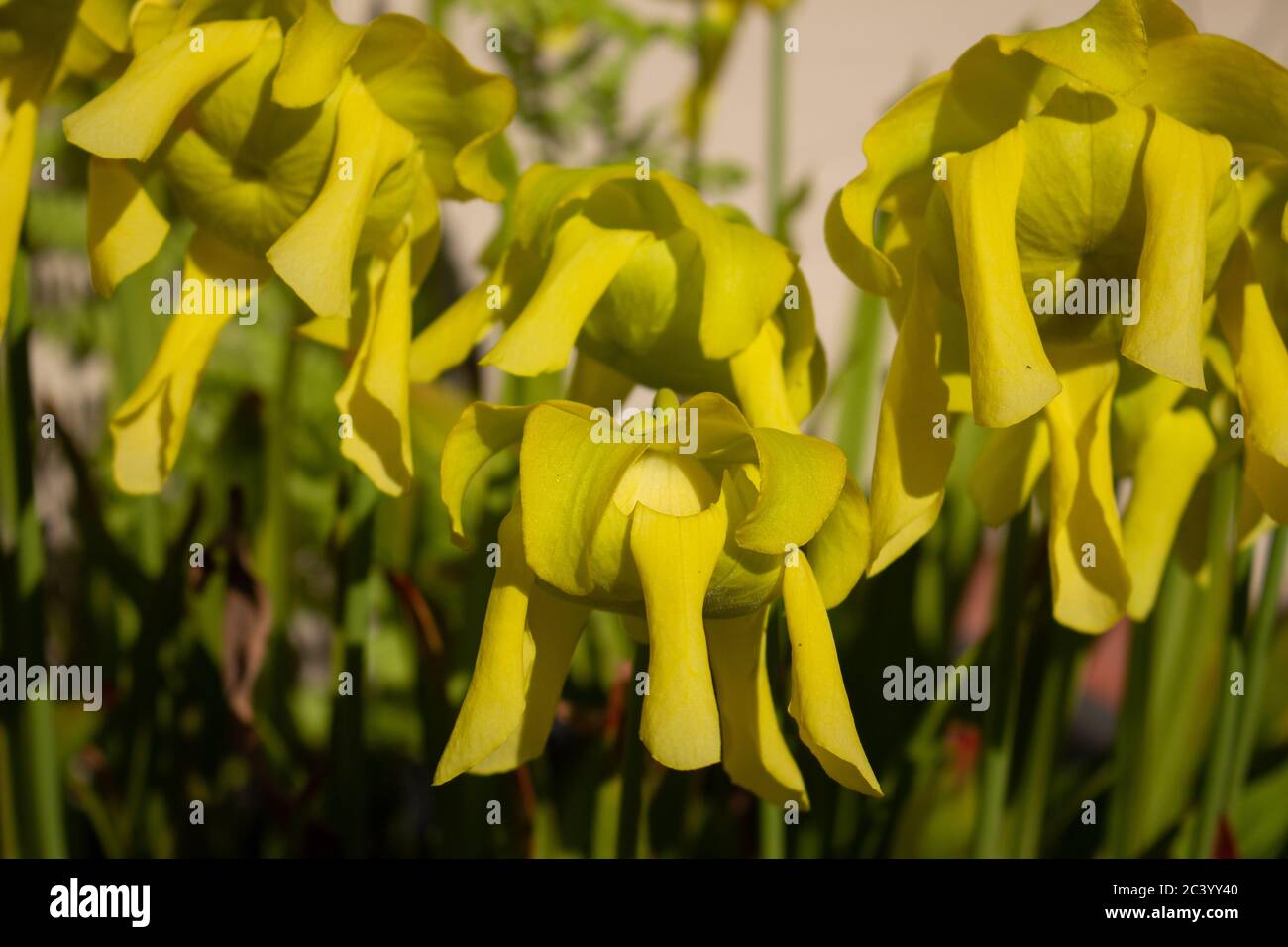 Gros plan sur les fleurs d'une plante de pichet jaune, Sarracenia flava ou Gelbe Schlauchpflanze Banque D'Images