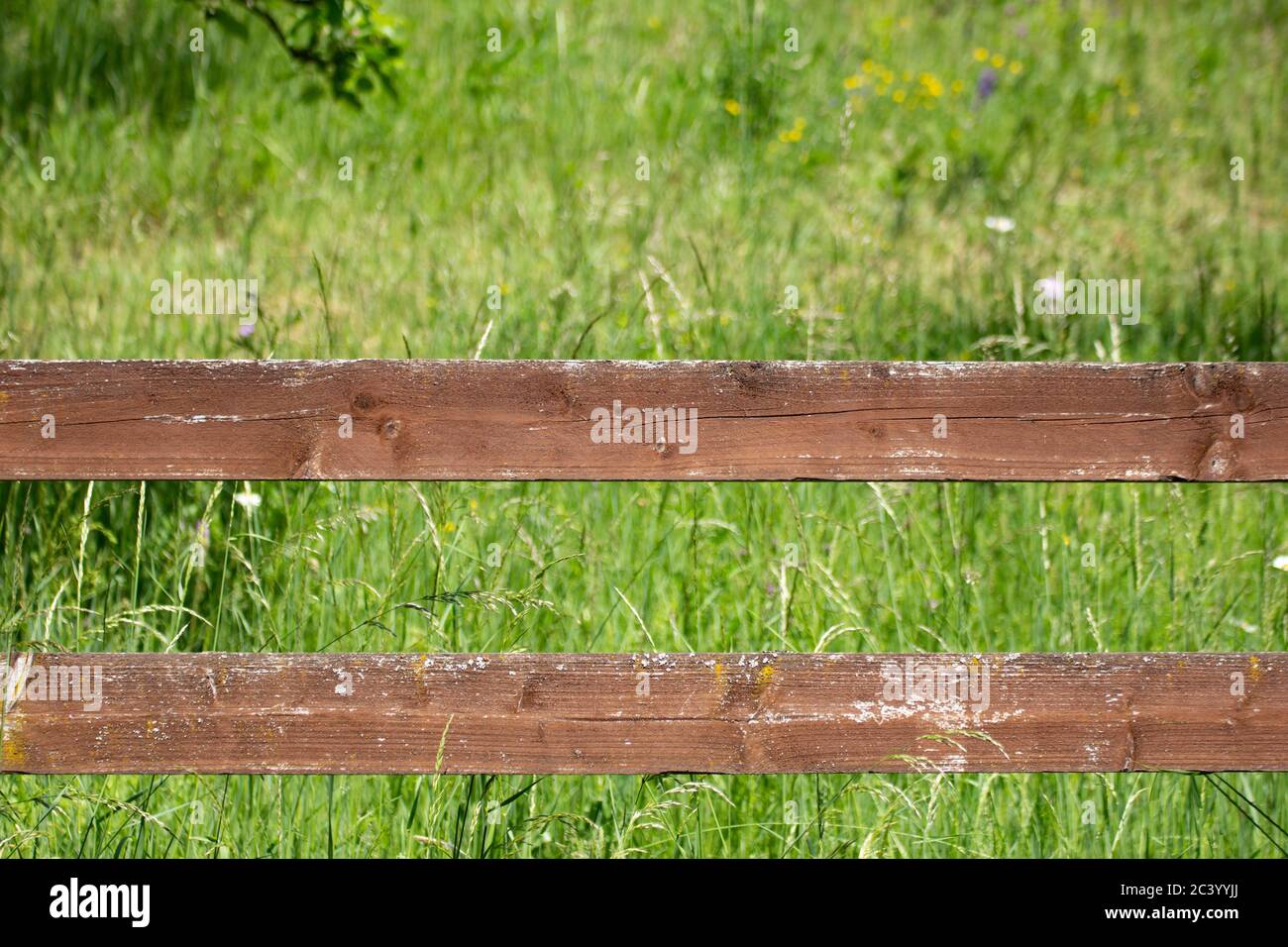 Panneaux en bois d'une clôture avec de l'herbe en arrière-plan Banque D'Images