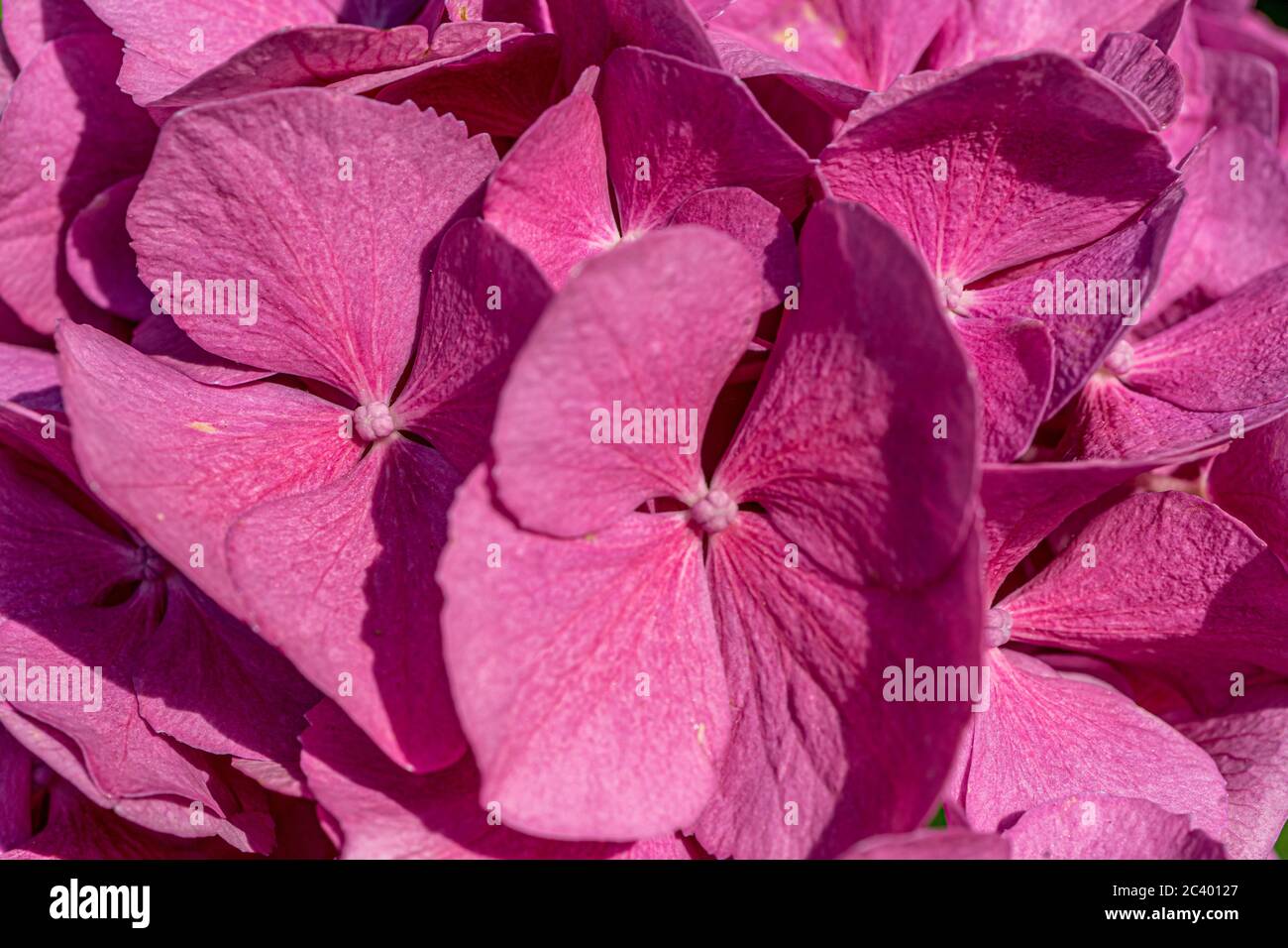 Hortensia rose. Jardin vert d'été. Couleur rose vif. Macro. Banque D'Images