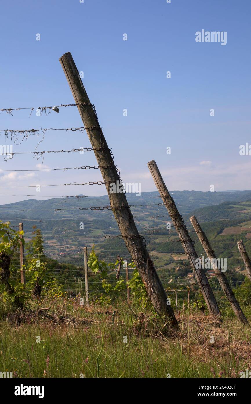 Pôles de viticulture près de Sessame, Piémont, Italie Banque D'Images
