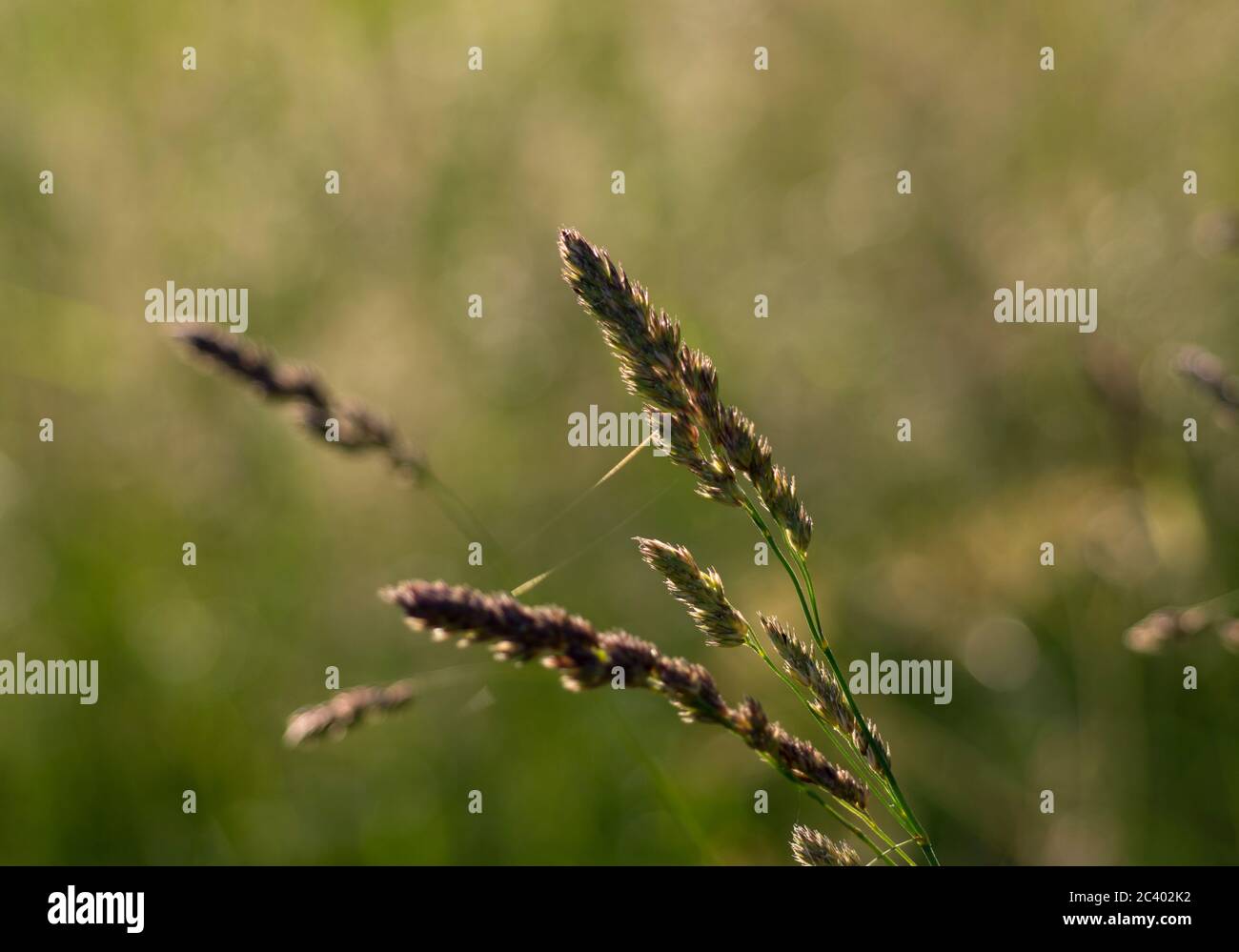 Pied de coq (Dactylis glomerata), Warwickshire, Royaume-Uni Banque D'Images