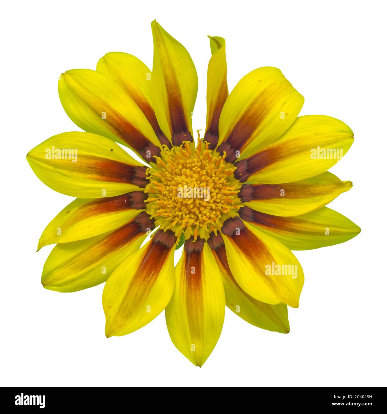 Fleur de soleil jaune gazania sur fond blanc, isolée avec un chemin de coupure, photo macro. Banque D'Images