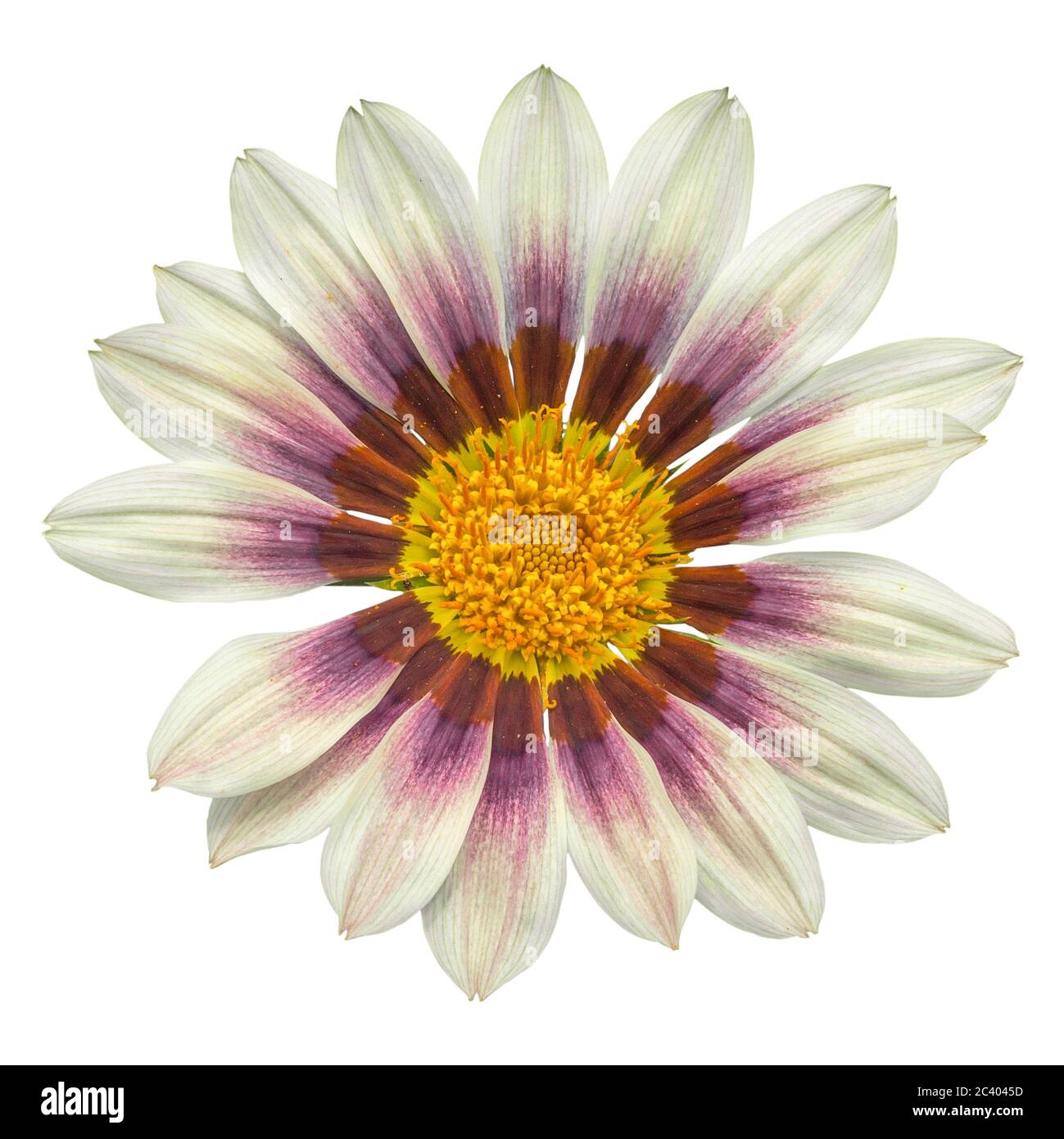 gazania soleil fleur sur fond blanc, isolé avec un chemin de coupure, macro-shot. Banque D'Images