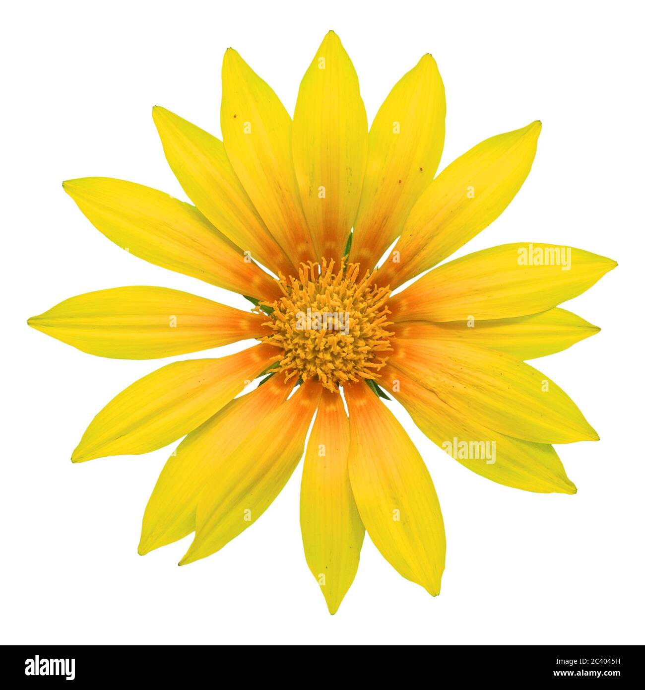 Fleur de soleil jaune gazania sur fond blanc, isolée avec un chemin de coupure, photo macro. Banque D'Images