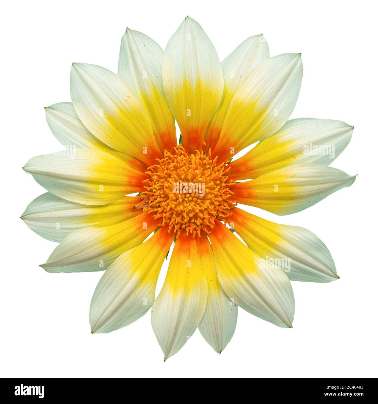 Fleur de soleil blanc gazania sur fond blanc, isolée avec un chemin de coupure, prise de vue macro. Banque D'Images
