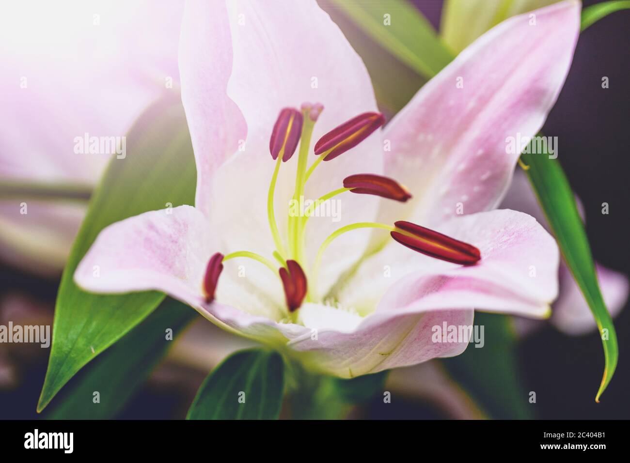 Fleur de lilly rose et floraison sur fond floral. Prise de vue macro. Banque D'Images