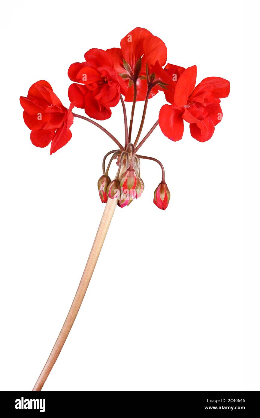 Jardin rouge fleurs de géranium isolées sur fond blanc. Photo haute résolution. Profondeur de champ complète. Banque D'Images