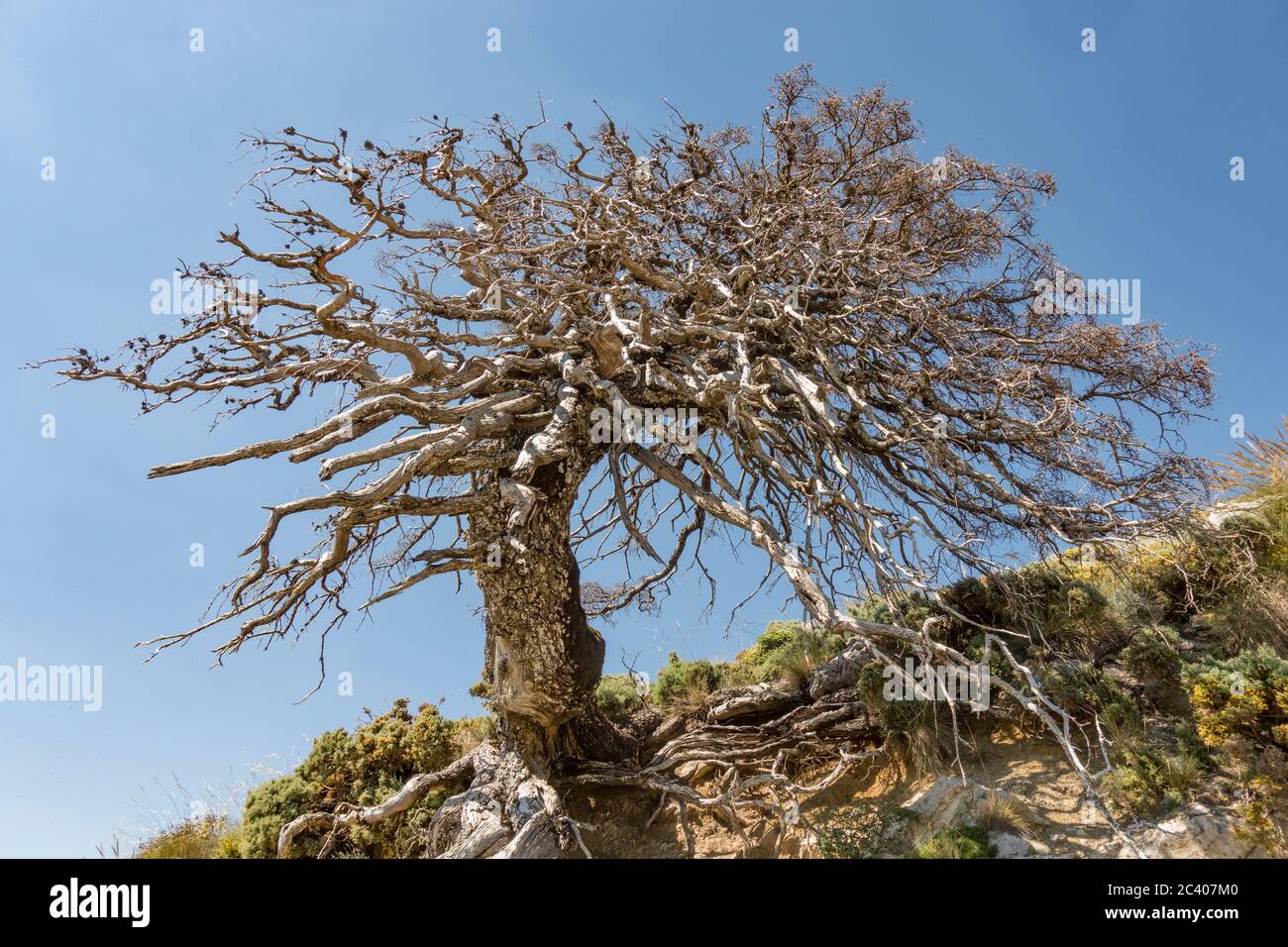 Parc naturel de la Sierra de las Nieves, Réserve de biosphère d'Abies pinsapo, province de Malaga. Andalousie, sud de l'Espagne. Europe. Banque D'Images