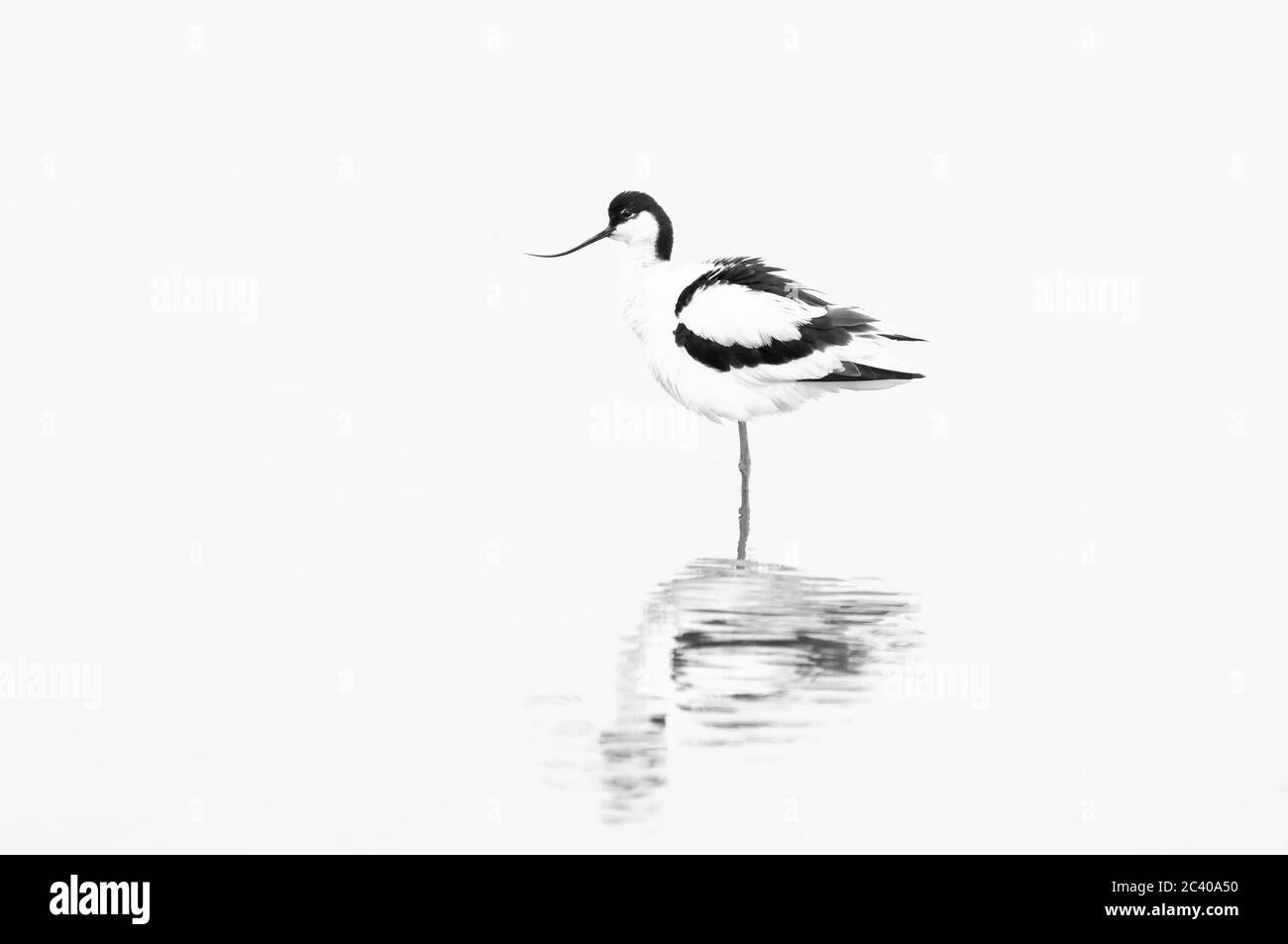 Avocet, Recurvirostra avosetta, plumes de rouflage, Norfolk, mai Banque D'Images
