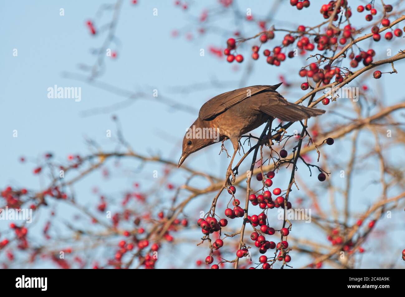 Blackbird, Turdus merula, femelle, se nourrissant de baies d'aubépine, hedgerow, Norfolk, hiver Banque D'Images