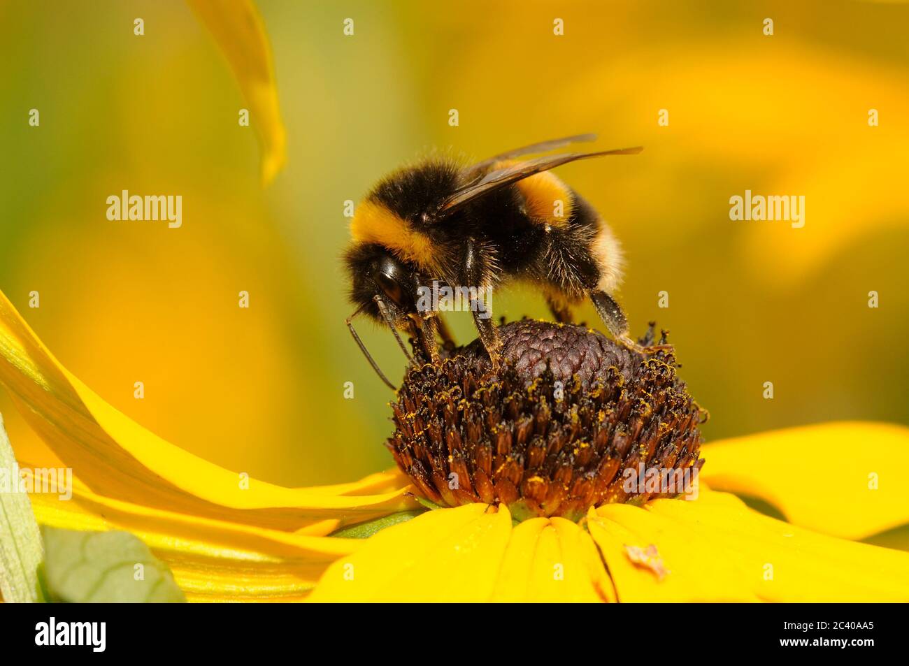 Bumblebee à queue de chamois, Bombus terrestris, se nourrissant de la fleur de Rudbekia, jardin, Norfolk, août Banque D'Images