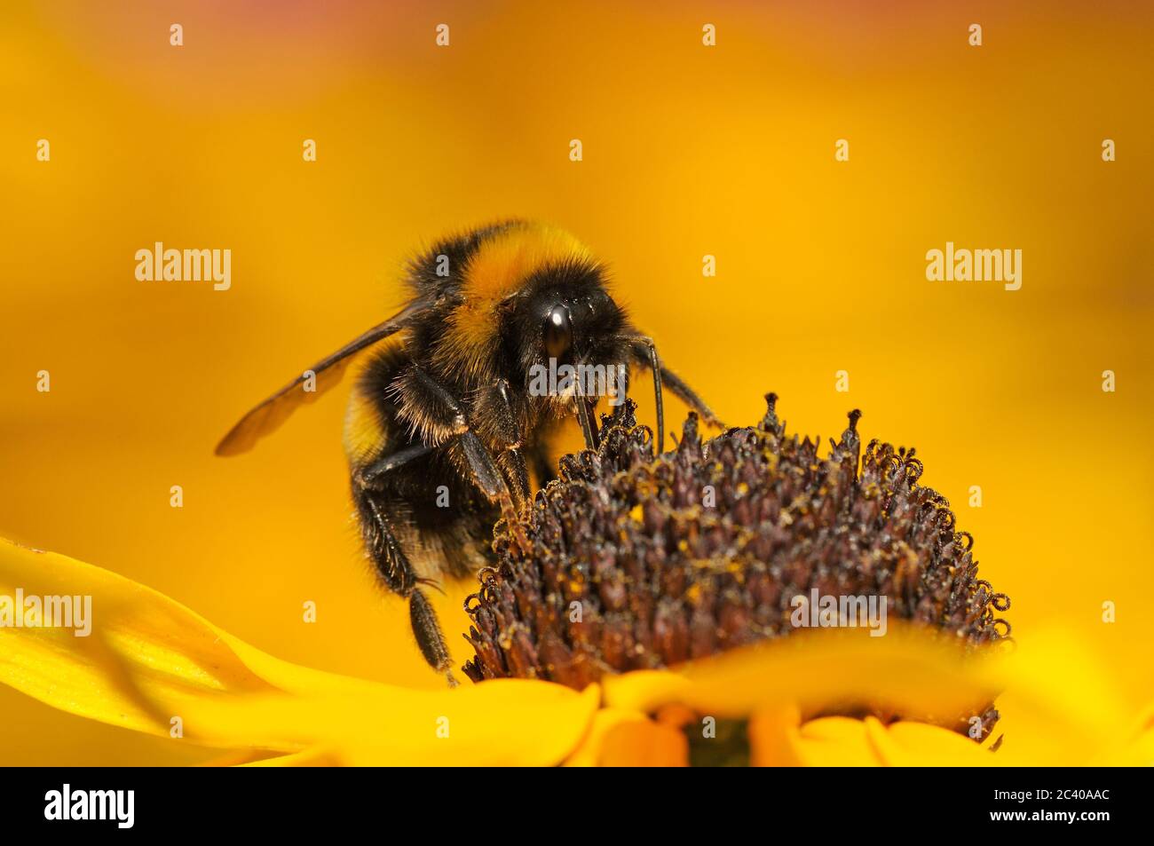 Bumblebee à queue de chamois, Bombus terrestris, se nourrissant de la fleur de Rudbekia, jardin, Norfolk, août Banque D'Images
