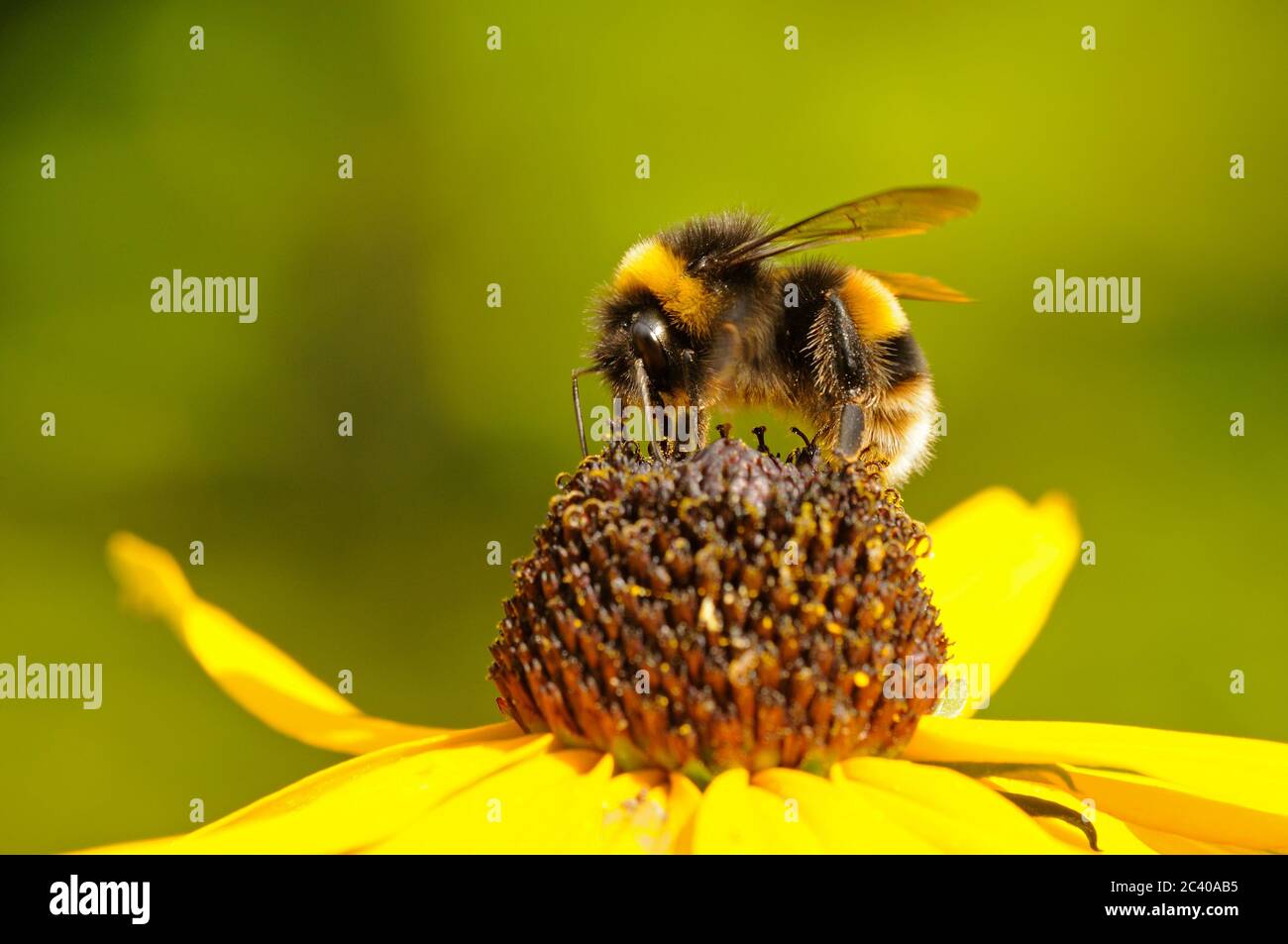 Bumblebee à queue de chamois, Bombus terrestris, se nourrissant de la fleur de Rudbekia, jardin, Norfolk, août Banque D'Images