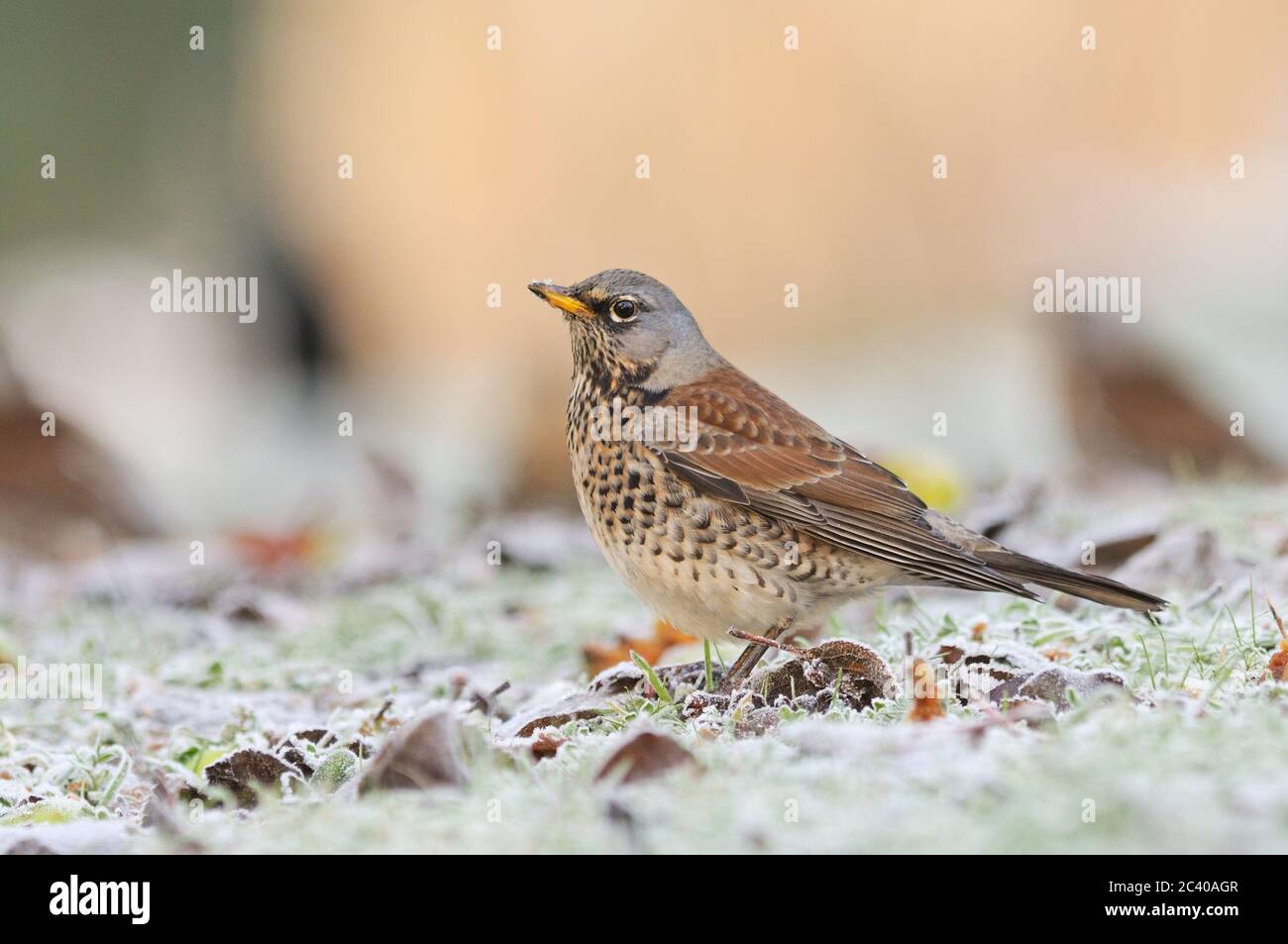 Fieldfare, Turdus pilaris, verger, Norfolk, hiver Banque D'Images