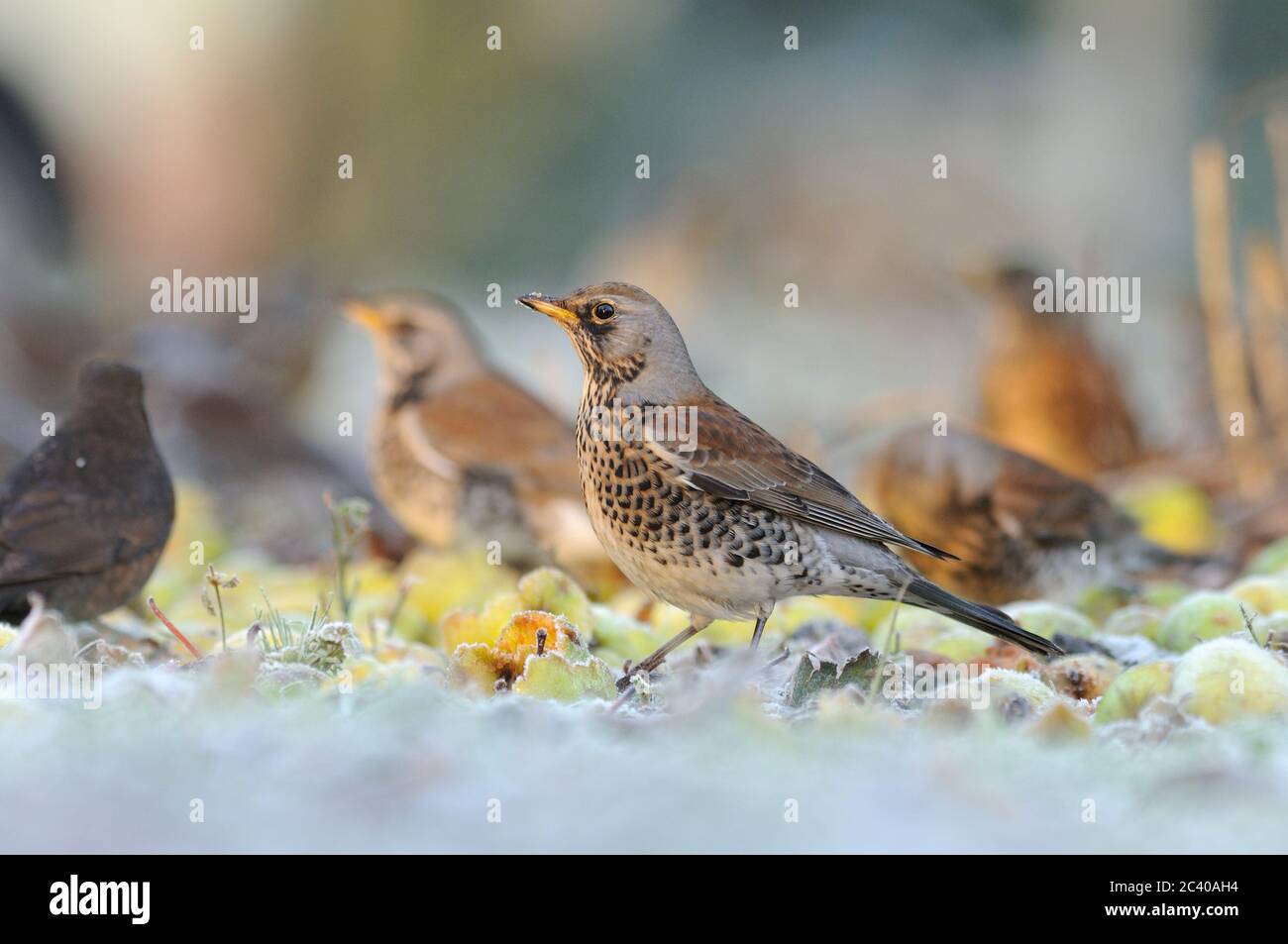 Fieldfare, Turdus pilaris, verger, Norfolk, hiver Banque D'Images