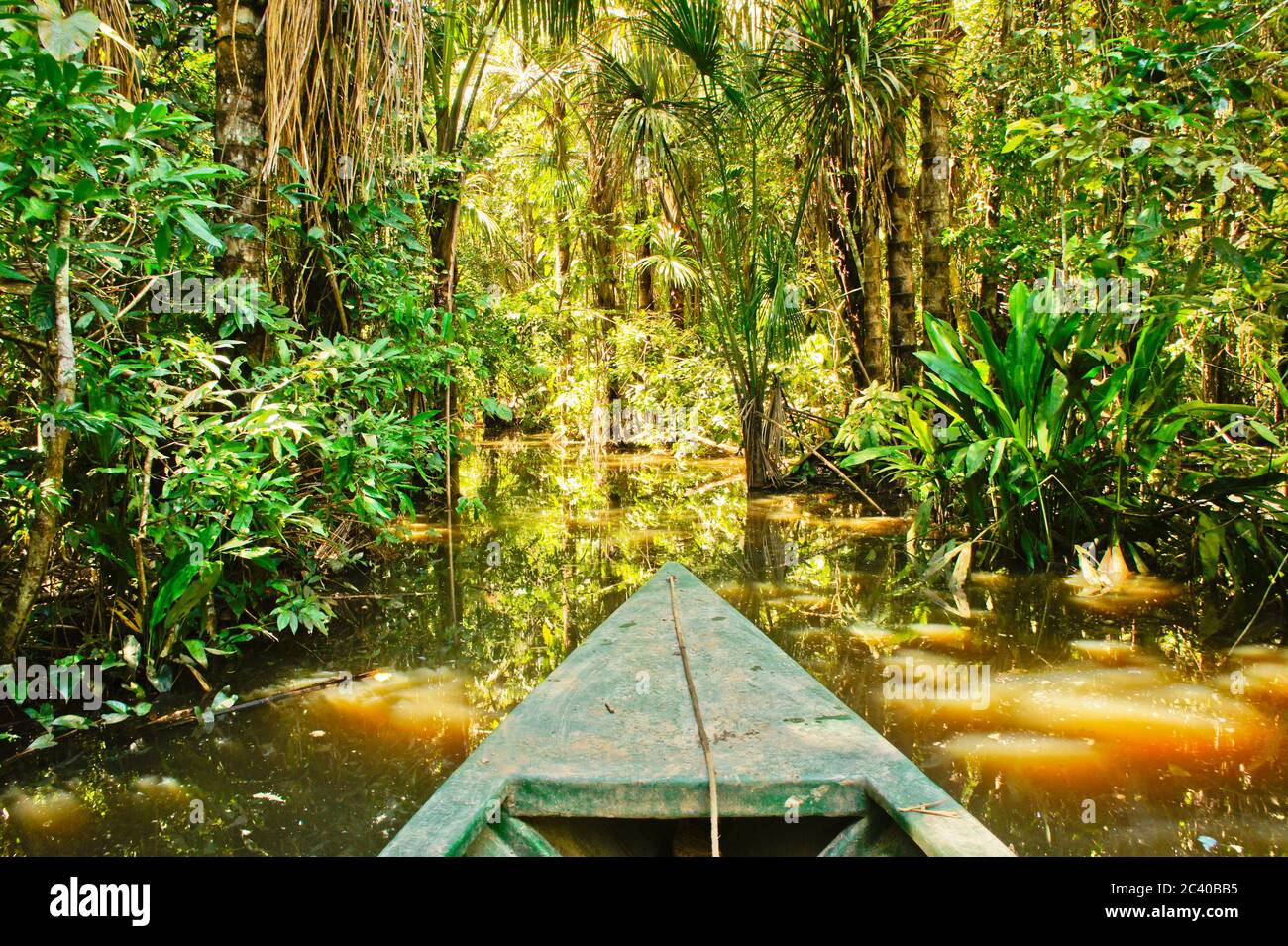 Réserve nationale de Tambopata, bassin de l'Amazone, Pérou, Amérique du Sud Banque D'Images