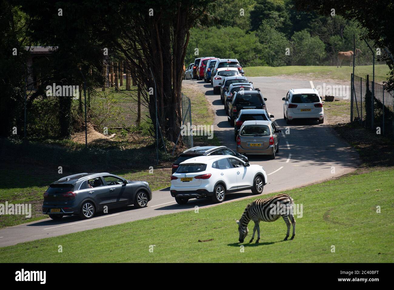 Les visiteurs se rendent dans le parc safari West Midlands à Bewdley, alors que la Grande-Bretagne est en pleine ascension pour une vague de chaleur de juin, alors que les températures vont monter au milieu des années 30 cette semaine. Banque D'Images