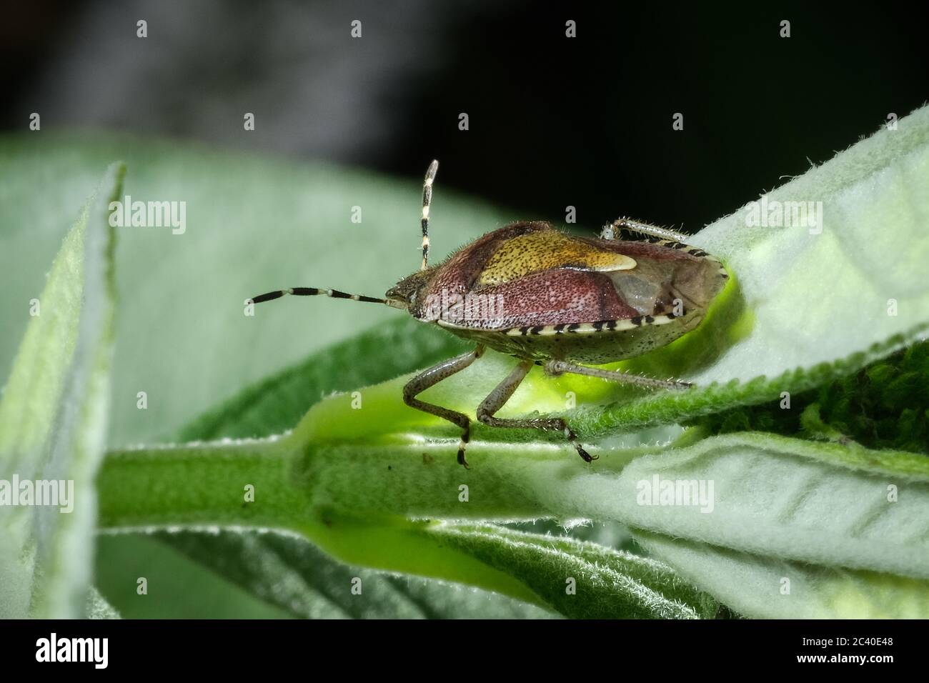 Insecte protecteur - Dolycoris baccarum Banque D'Images