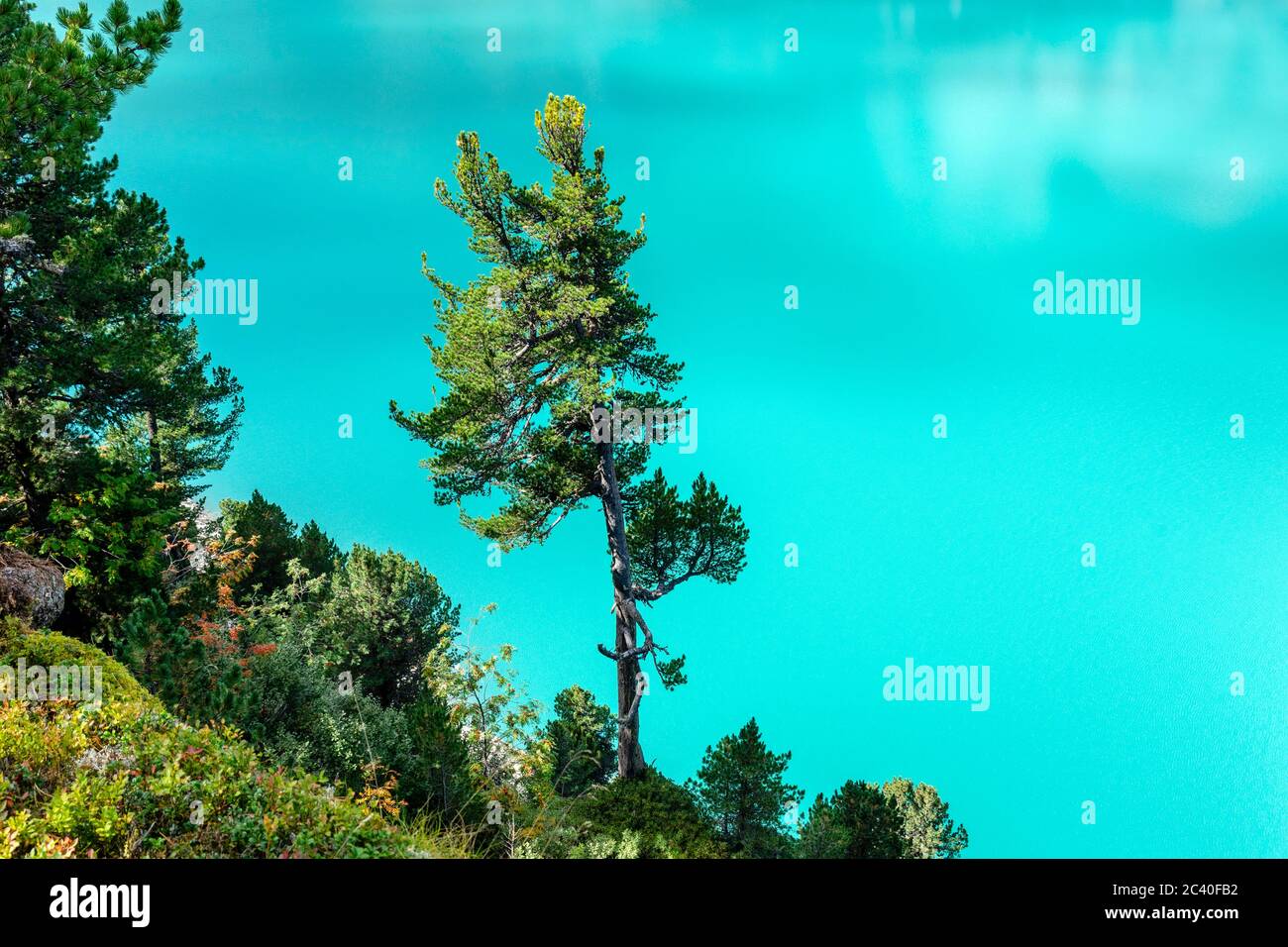 Föhre oder Arve über dem türkisbauen Wasser des Zervreililasees, Valser Tal, Graubünden Banque D'Images