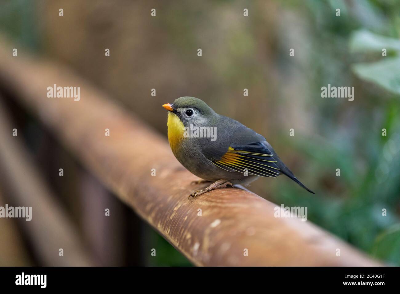 Leiothrix à bec rouge ; Leiothrix lutea ; captif ; Royaume-Uni Banque D'Images