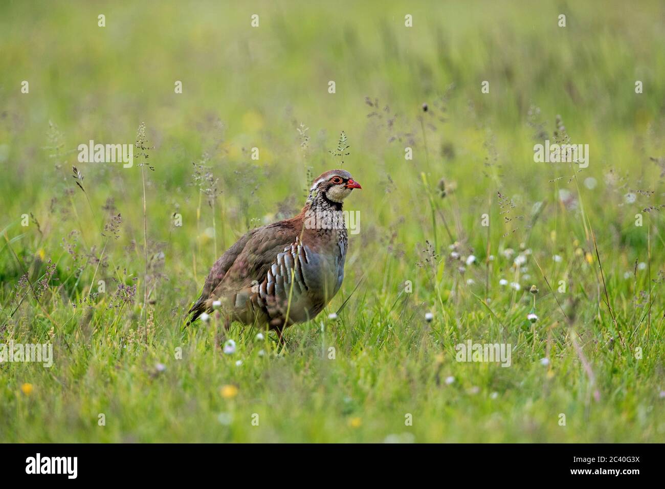 Partridge à pattes rouges; Alectoris rufa; avec Daisies; Royaume-Uni Banque D'Images