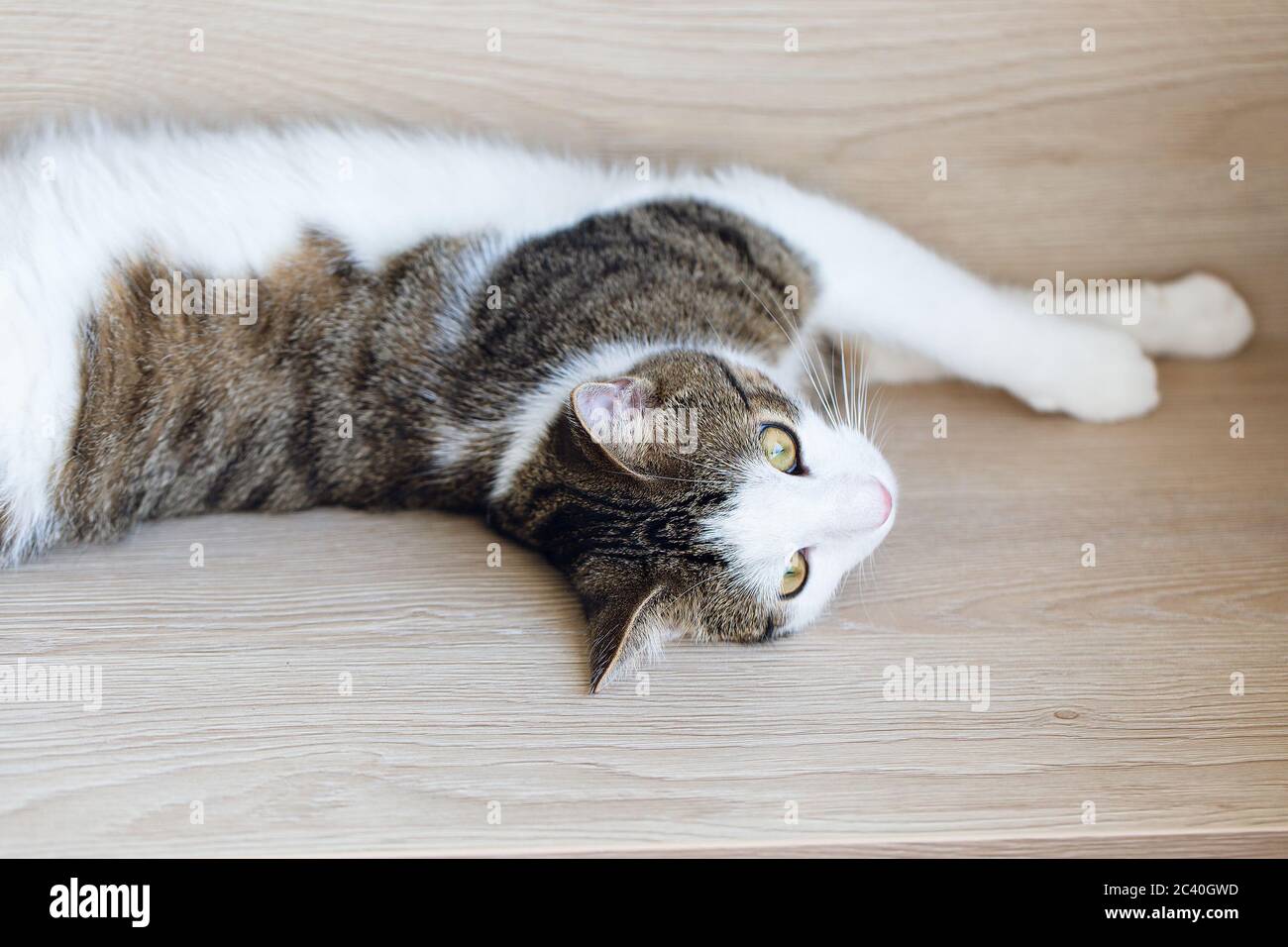 Jeune chat domestique couché sur la tablette Banque D'Images