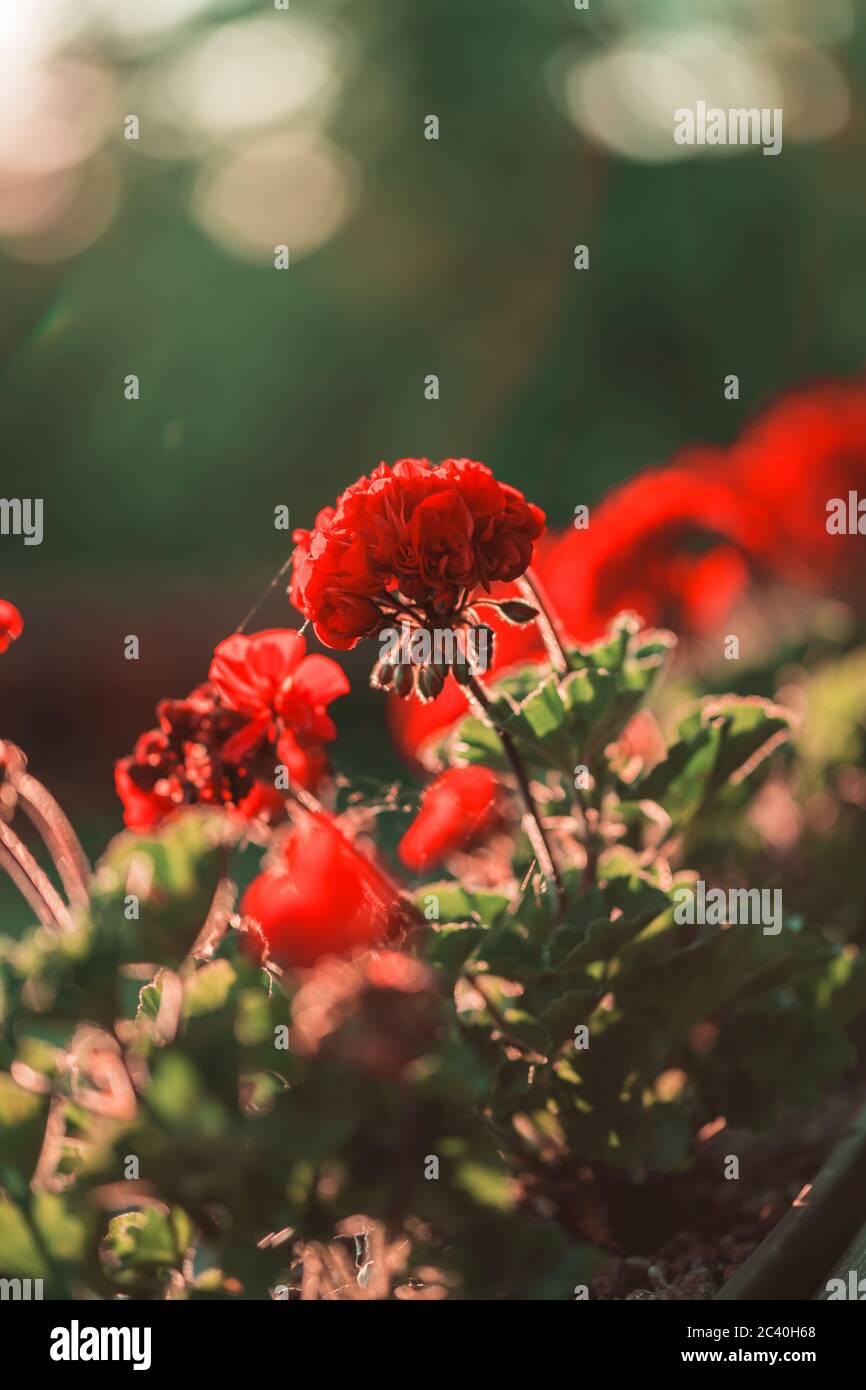 De magnifiques géraniums rouges fleurissent de la lumière du coucher du soleil. Célèbres pots de balcon avec géraniums. Banque D'Images