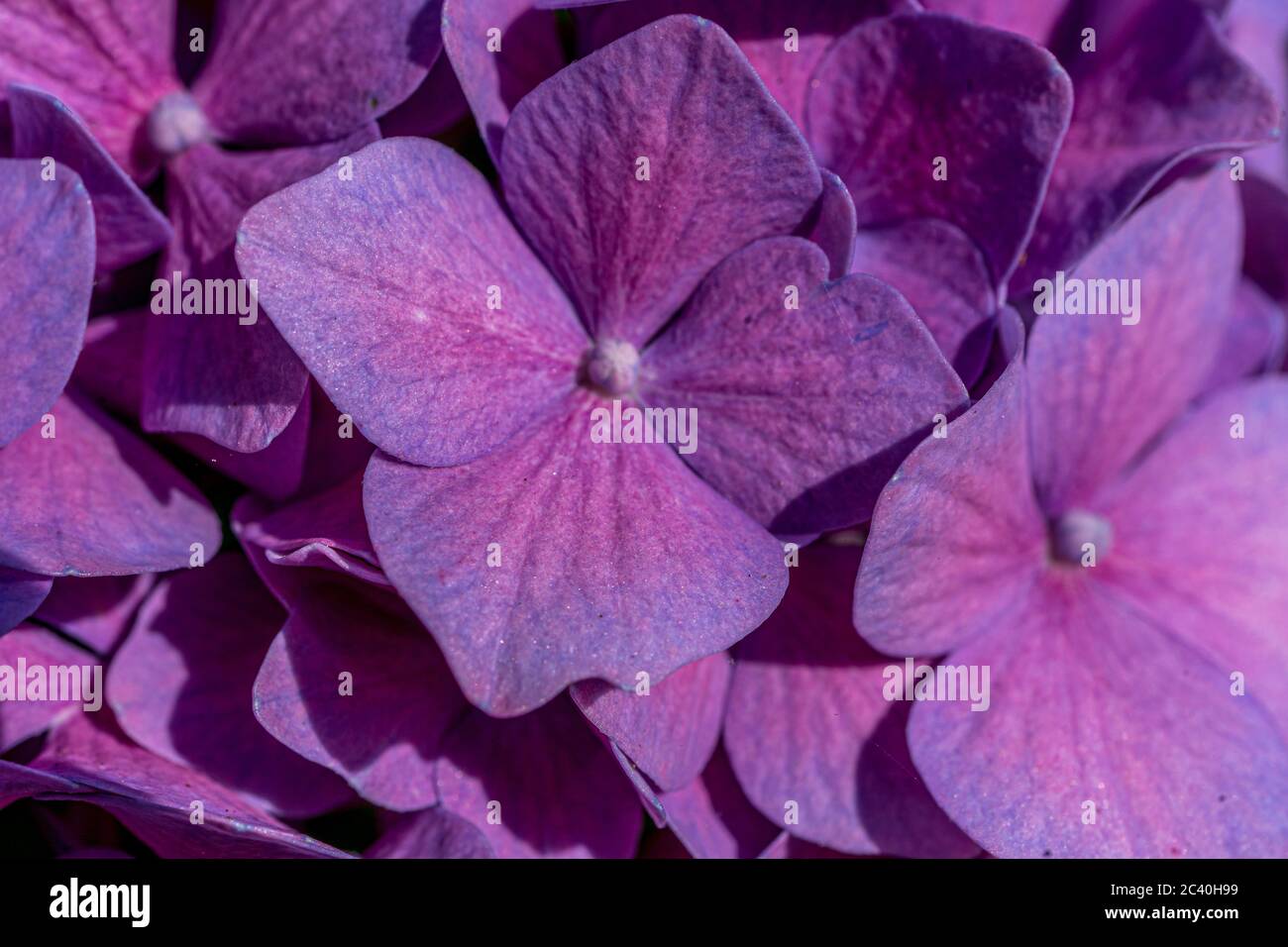 Hortensia violet. Jardin vert d'été. Violet vif. Macro. Banque D'Images