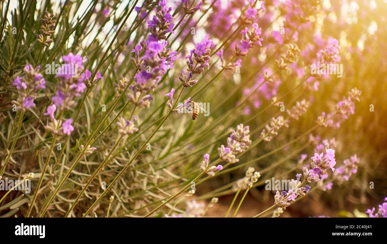 L'abeille pollinise les fleurs de lavande. Le bourdon pollinise les fleurs de lavande. Collecte de nectar dans les zones rurales de la province avec un champ infini Banque D'Images