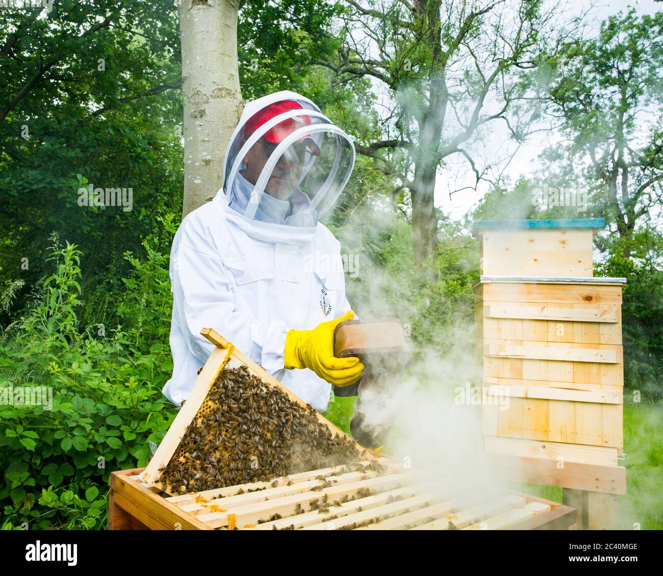 Un apiculteur utilise la fumée pour calmer les abeilles Photo Stock - Alamy