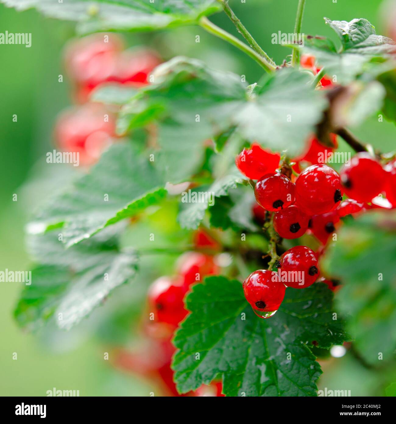 Baies rouges de raisins rouges sur un buisson vert dans le jardin après la pluie Banque D'Images