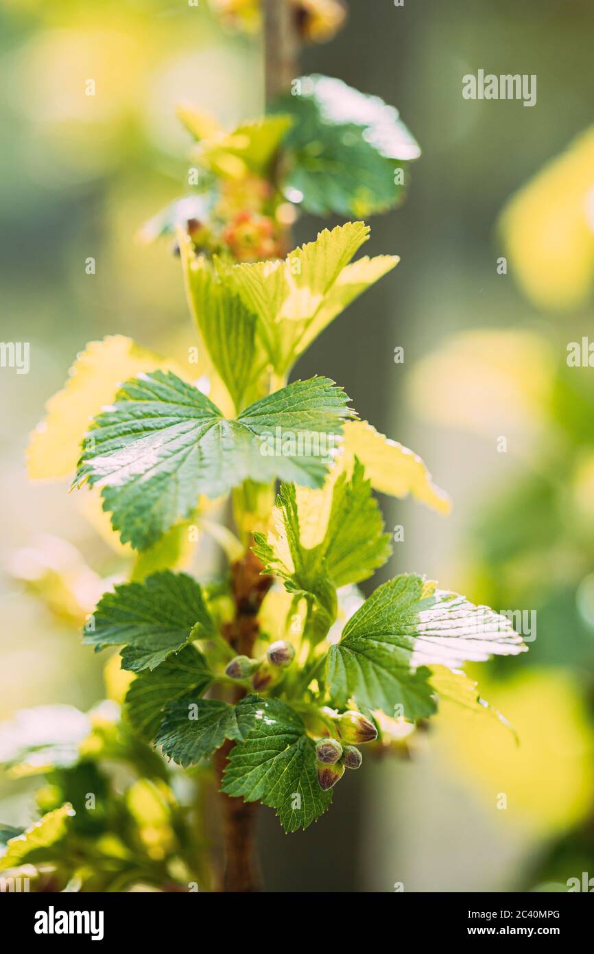 Jeunes feuilles de printemps et bourgeons non soufflés de cassis, de Ribes nigrum, de cassis et de cassis en culture dans le jardin des légumes Banque D'Images