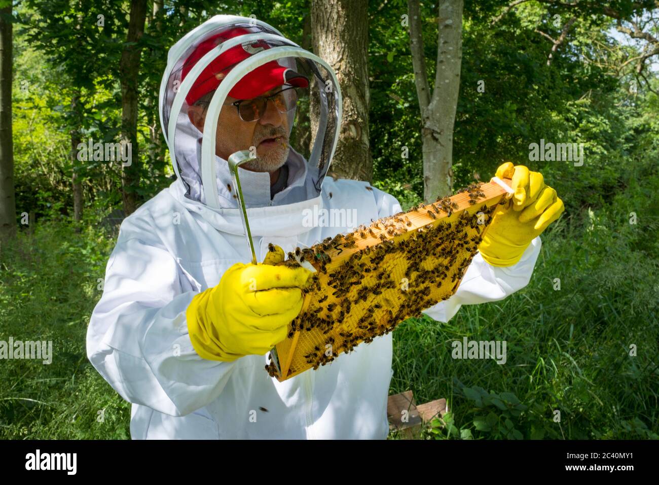 Un apiculteur au travail sur ses ruches. Banque D'Images