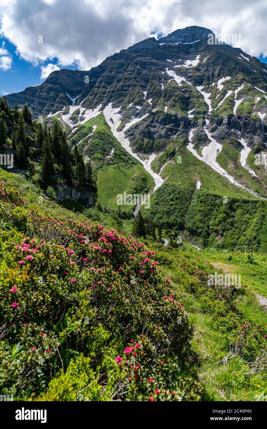 Fleurs dans les montagnes, Bergblumen, Blumen, Wiesenblumen, Vorarlberg, Bregenzerwald, Lechtal, Österreich, verschiedene Blumen, Enzian, Banque D'Images