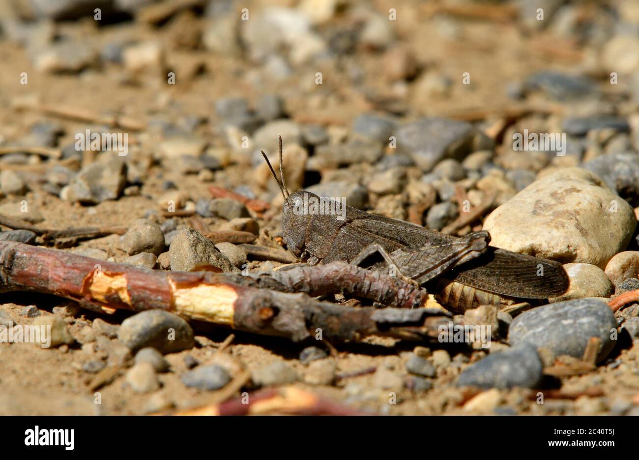 Insecte sauterelle de couleur brune au sol dans les régions rurales de l'Alberta au Canada. Banque D'Images
