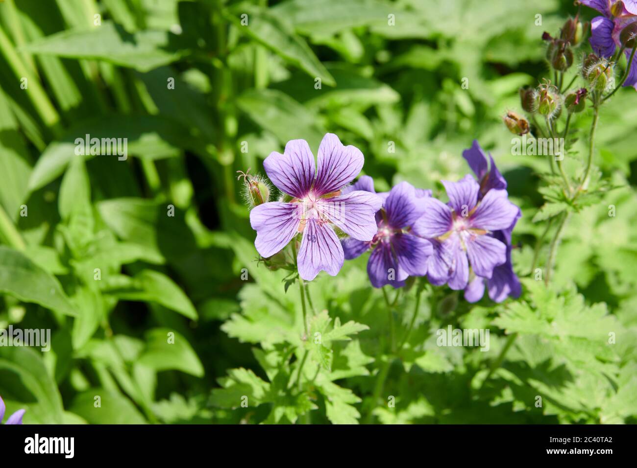 Géranium de Hardy (Geranim bohemicum) Cranesbill. Banque D'Images