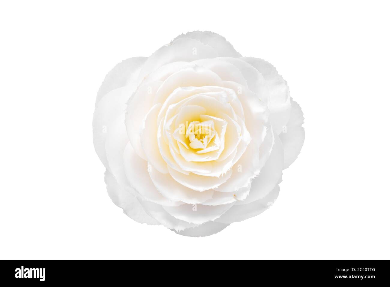 Fleur de camélia blanc isolé sur fond blanc. Camellia japonica Banque D'Images
