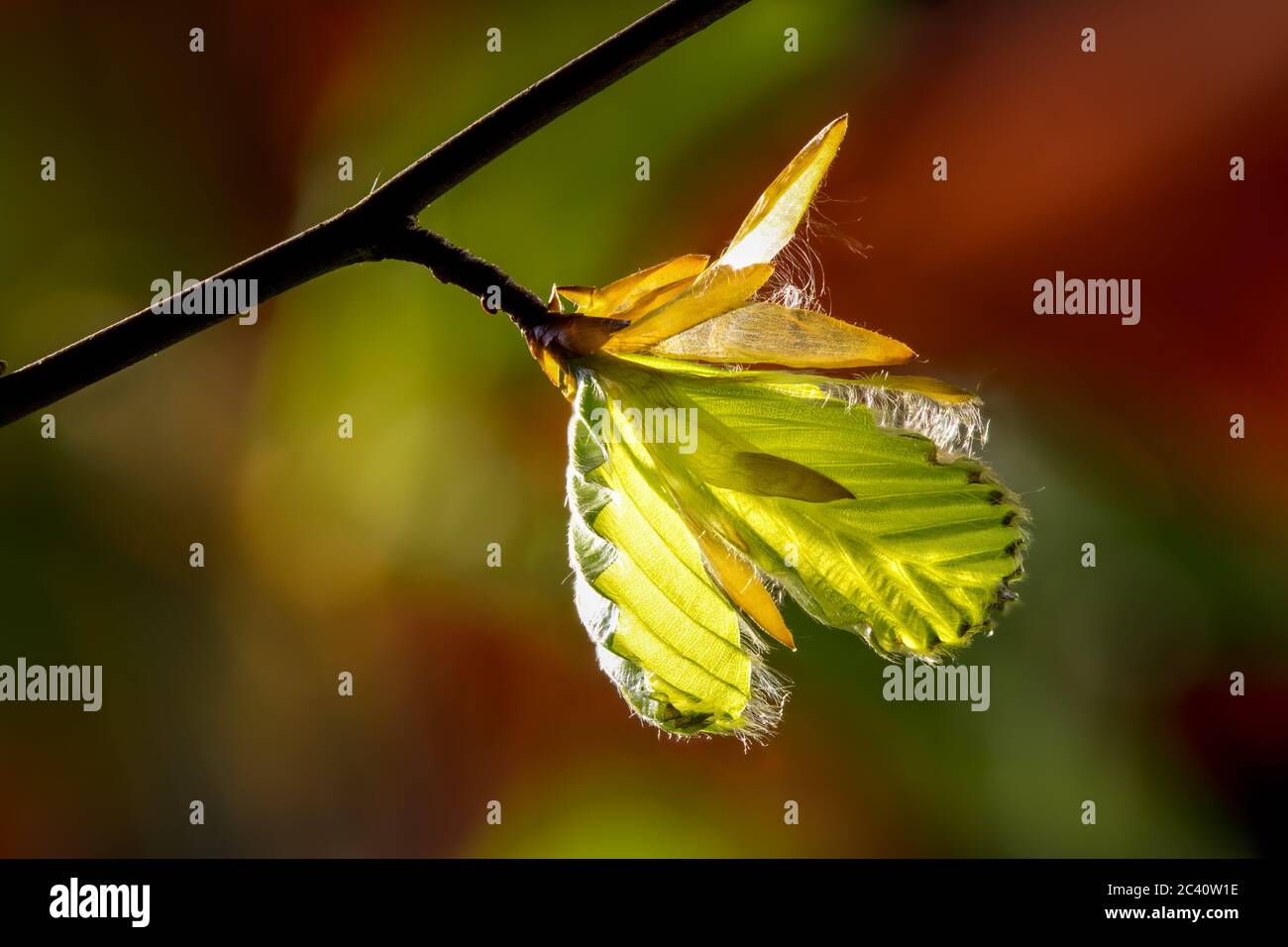 les bourgeons de hêtre fins avec de petits poils sur les feuilles fraîchement dépliées dans le contre-jour du soleil tôt le matin poussent au printemps la nature se réveille Banque D'Images