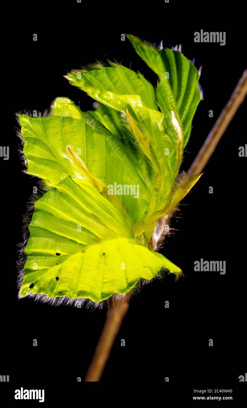 les bourgeons de hêtre fins avec de petits poils sur les feuilles fraîchement dépliées dans le contre-jour du soleil tôt le matin poussent au printemps la nature se réveille Banque D'Images