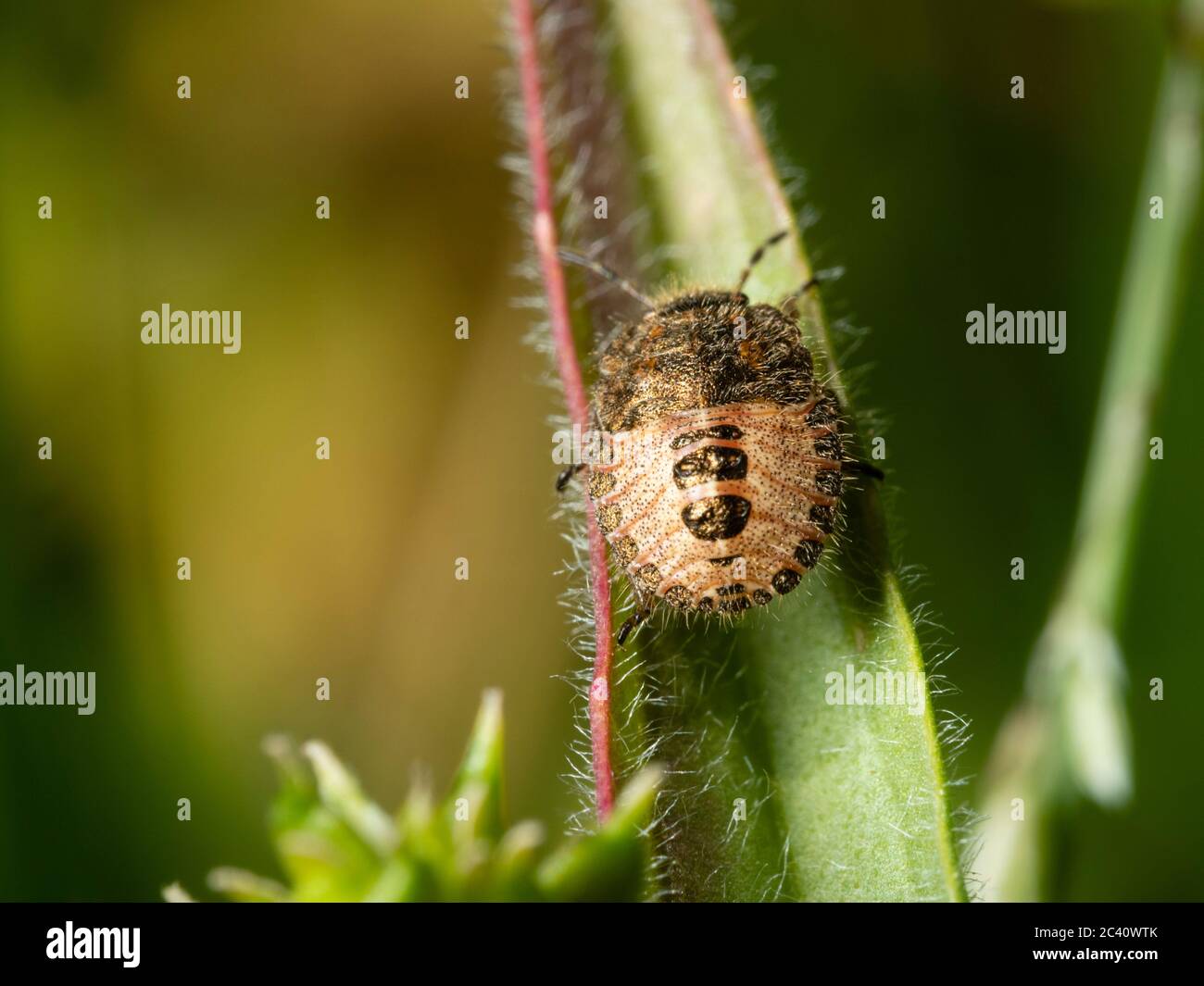 Nymphe à mi-stade de la druelle de la chevelure originaire du Royaume-Uni, Dolycoris baccarum Banque D'Images