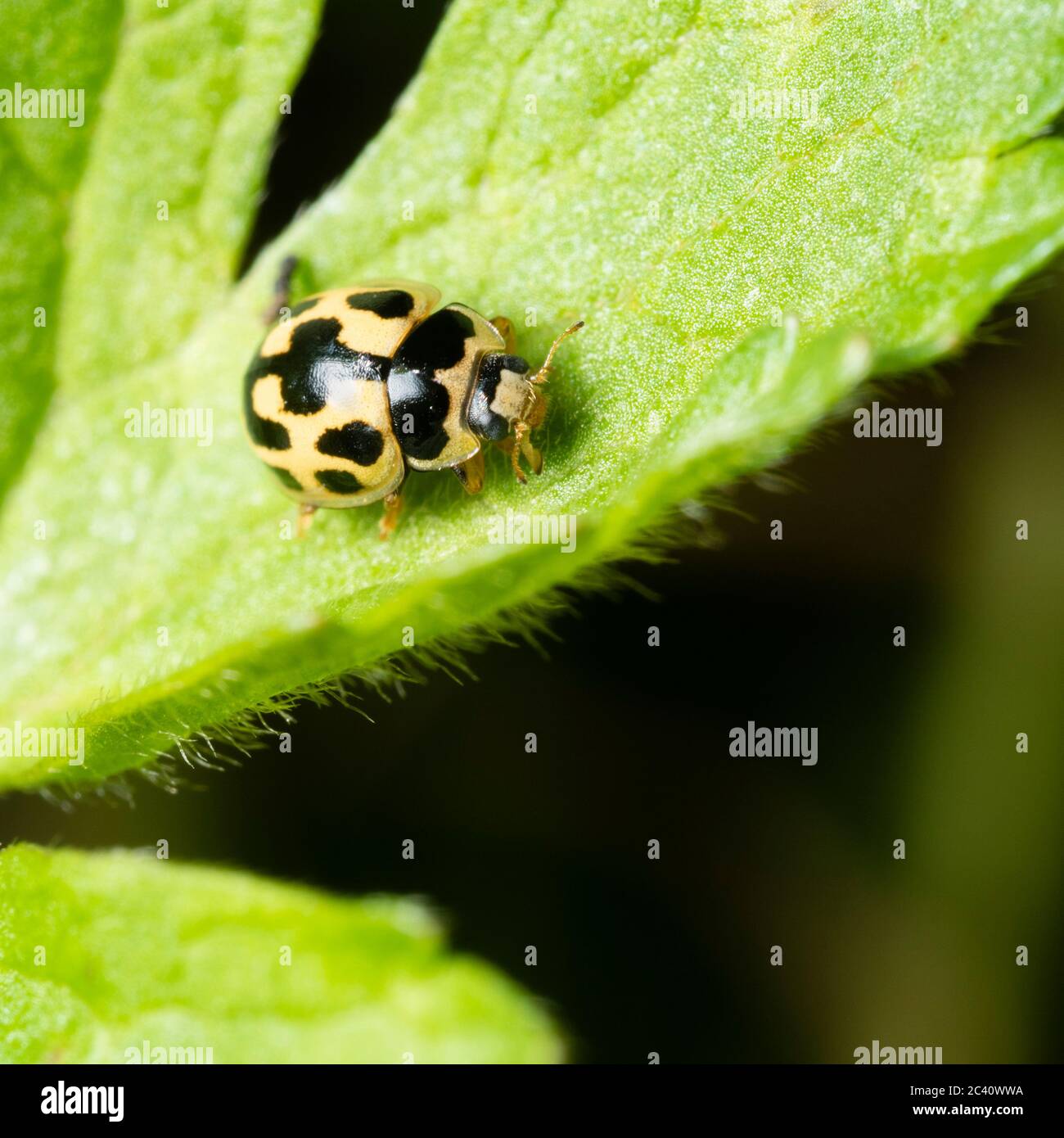 Adulte noir et jaune du Royaume-Uni 14 spot coccinelle, Propylea quattuordecimpunctata Banque D'Images