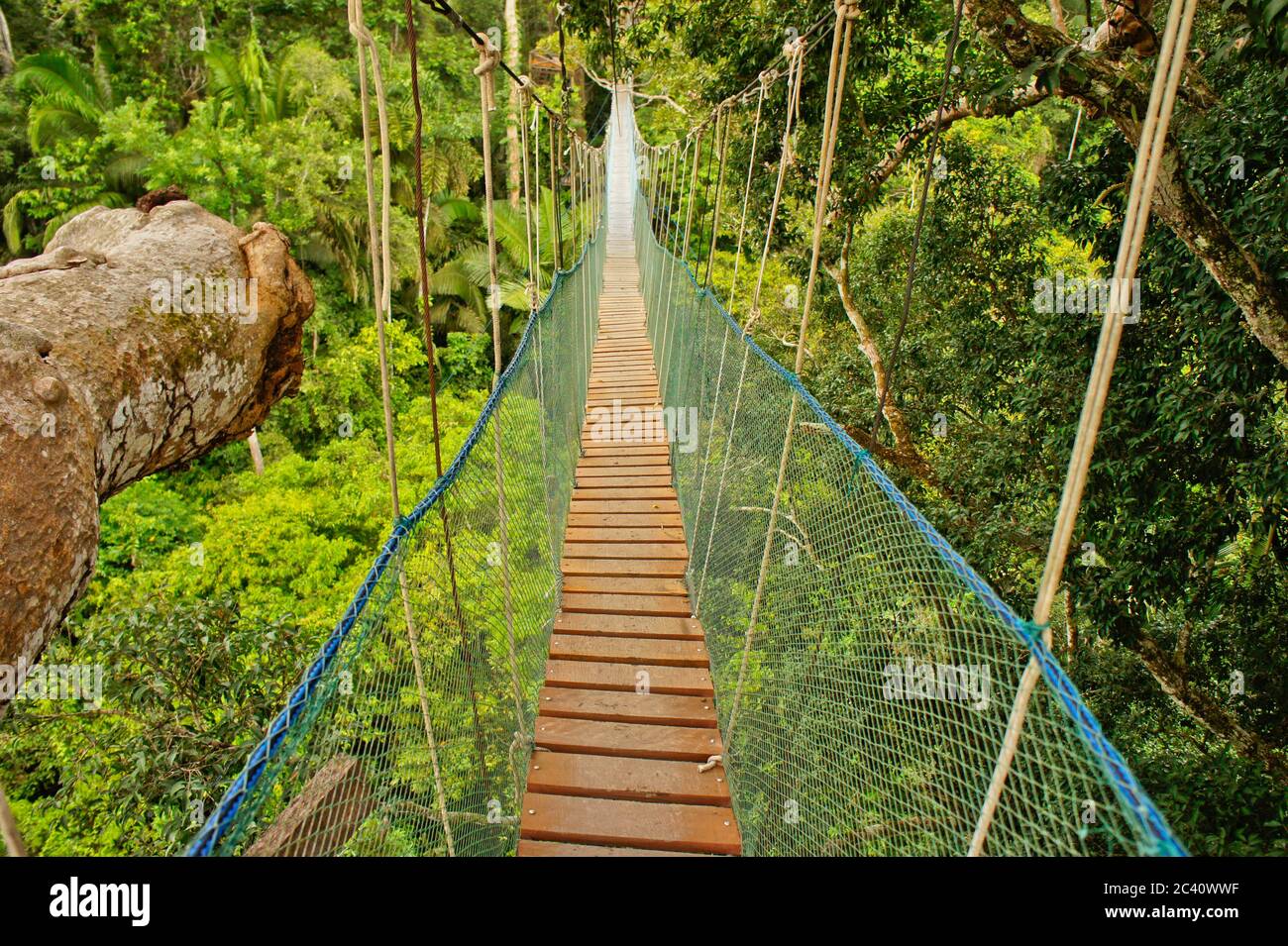 Pont suspendu entre deux grands arbres, bassin de l'Amazone, Pérou, Amérique du Sud Banque D'Images
