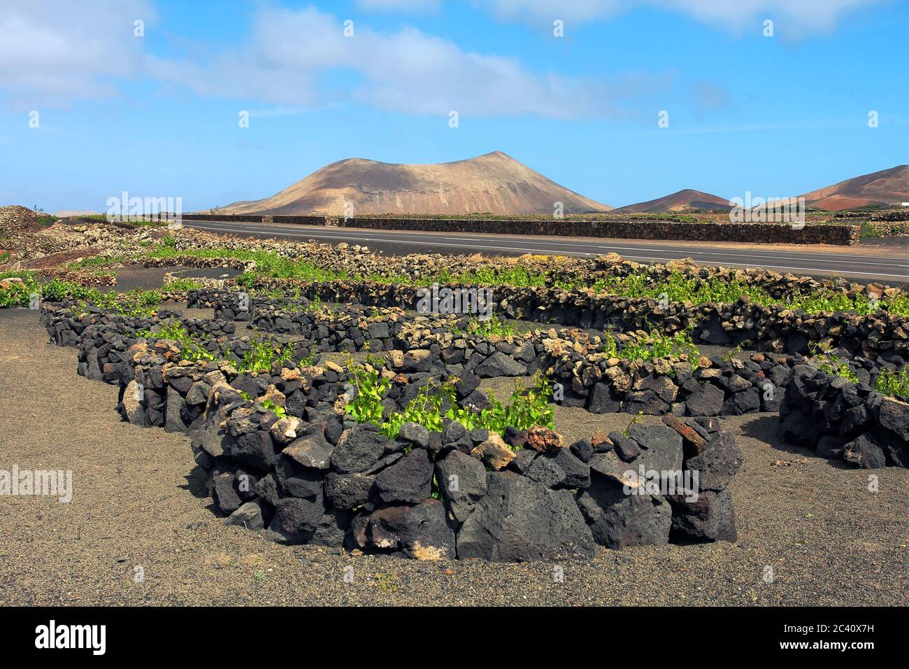 Vignobles typiques sur l'île de Lanzarote, Canaries Arhlapedo, Espagne. Le sol volcanique et les vents forts ne sont pas appropriés pour de nombreuses cultures agricoles Banque D'Images