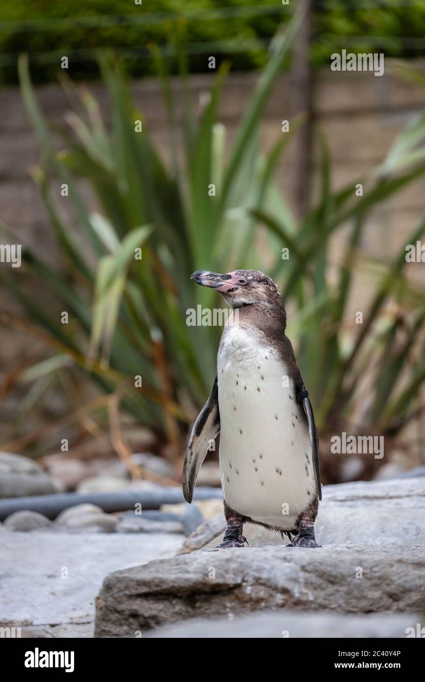 Pingouin Humboldt (Spheniscus humboldti) debout dans son enceinte à Birdworld, près de Farnham sur la frontière Hampshire / Surrey Banque D'Images