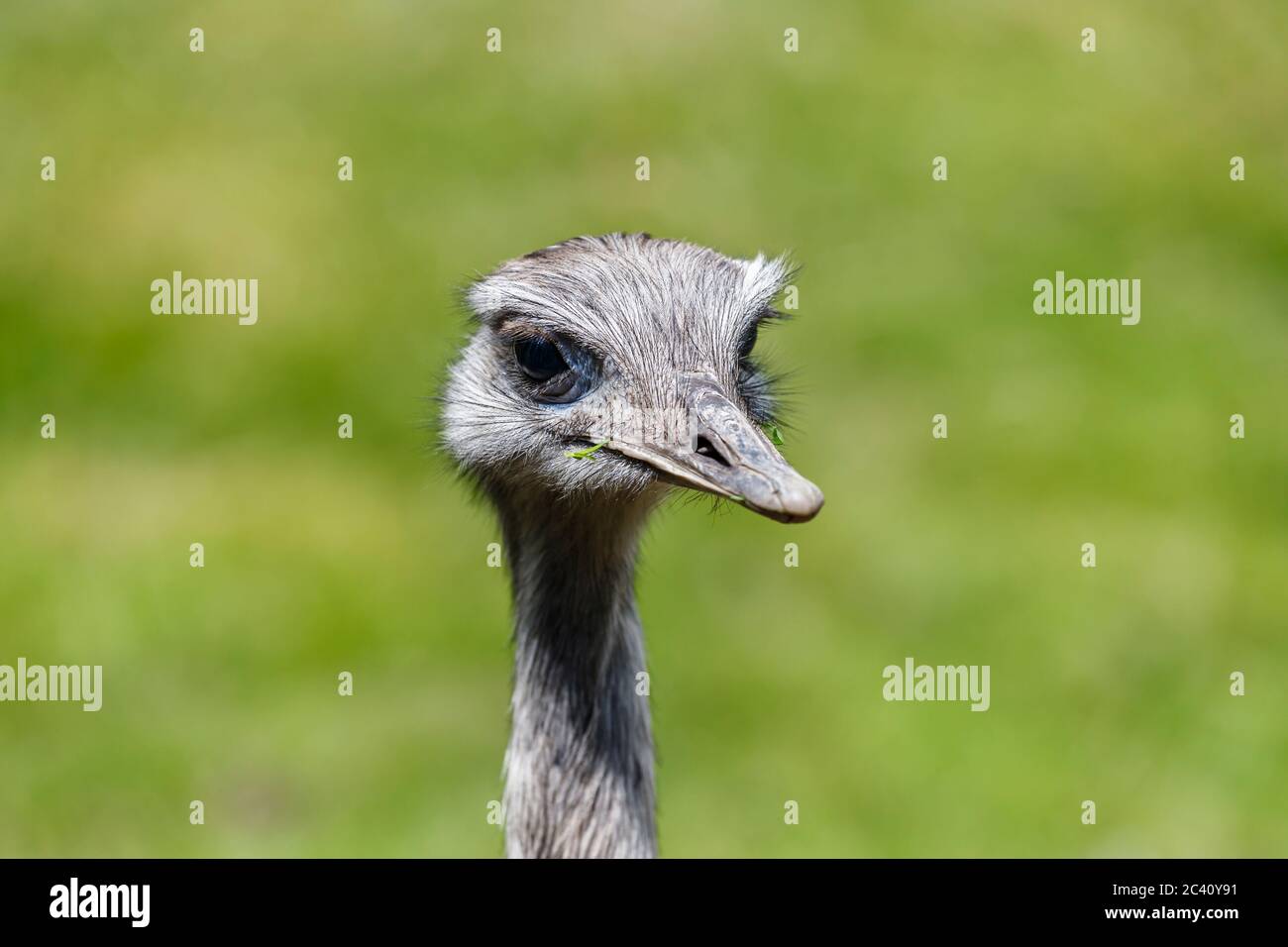 La grande Rhea (Rhea americana) sans vol à Birdworld, près de Farnham, à la frontière entre Hampshire et Surrey Banque D'Images