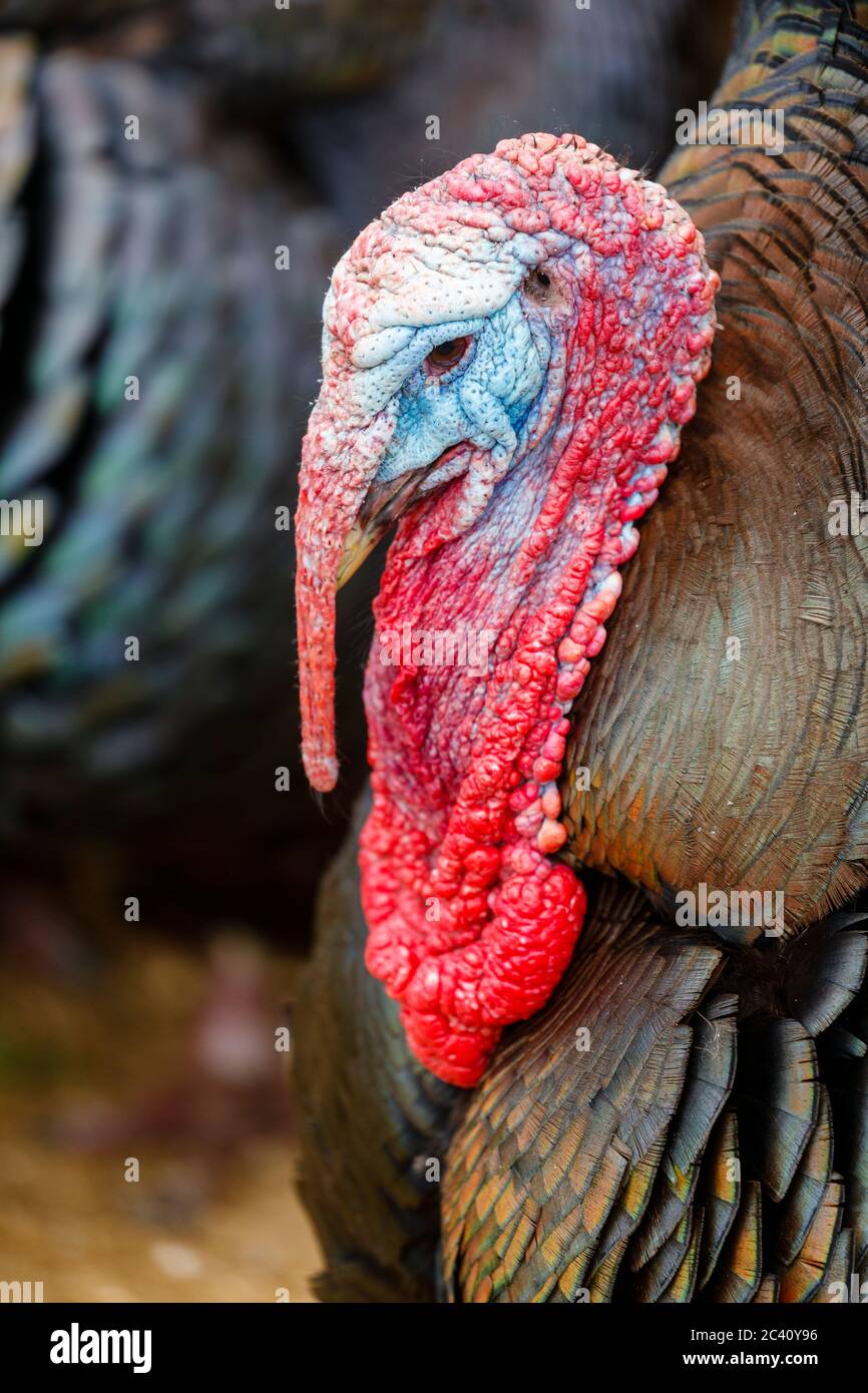 Vue rapprochée de la tête colorée d'une dinde en bronze (Meleagris gallopava) sur une ferme à Birdworld, Hampshire, dans le sud de l'Angleterre Banque D'Images