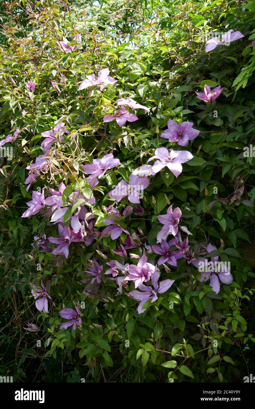 Clematis viticella, Syn, fleur de cuir italienne. Banque D'Images