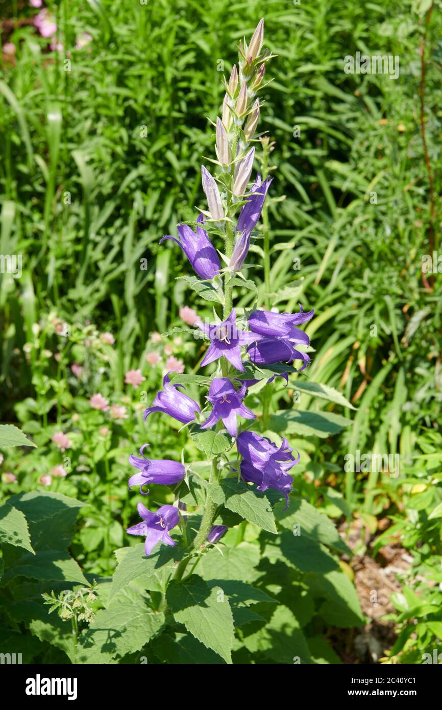 Bellflower européen (Campanula bononiensis) Banque D'Images