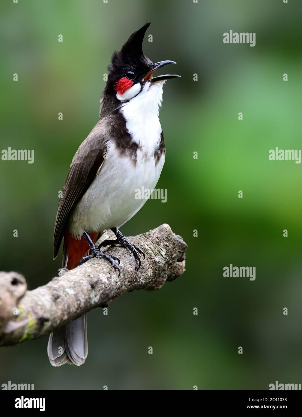 Le bulbul à moustaches rouges, ou bulbul à crassets, est un oiseau de passereau trouvé en Asie. C'est un membre de la famille du bulbul. C'est un frugivore résident trouvé Banque D'Images